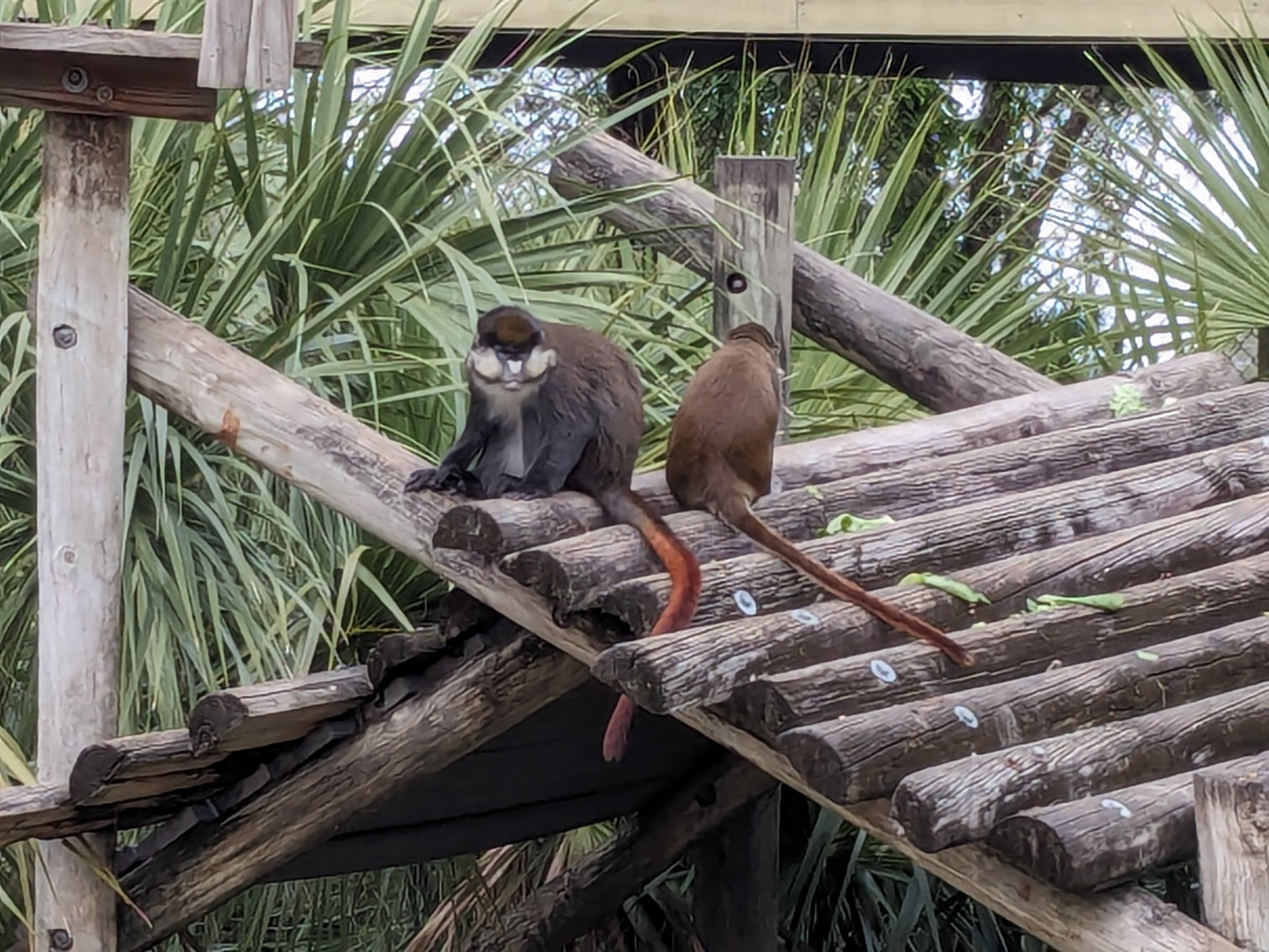 Primate World - Spot-nosed guenon