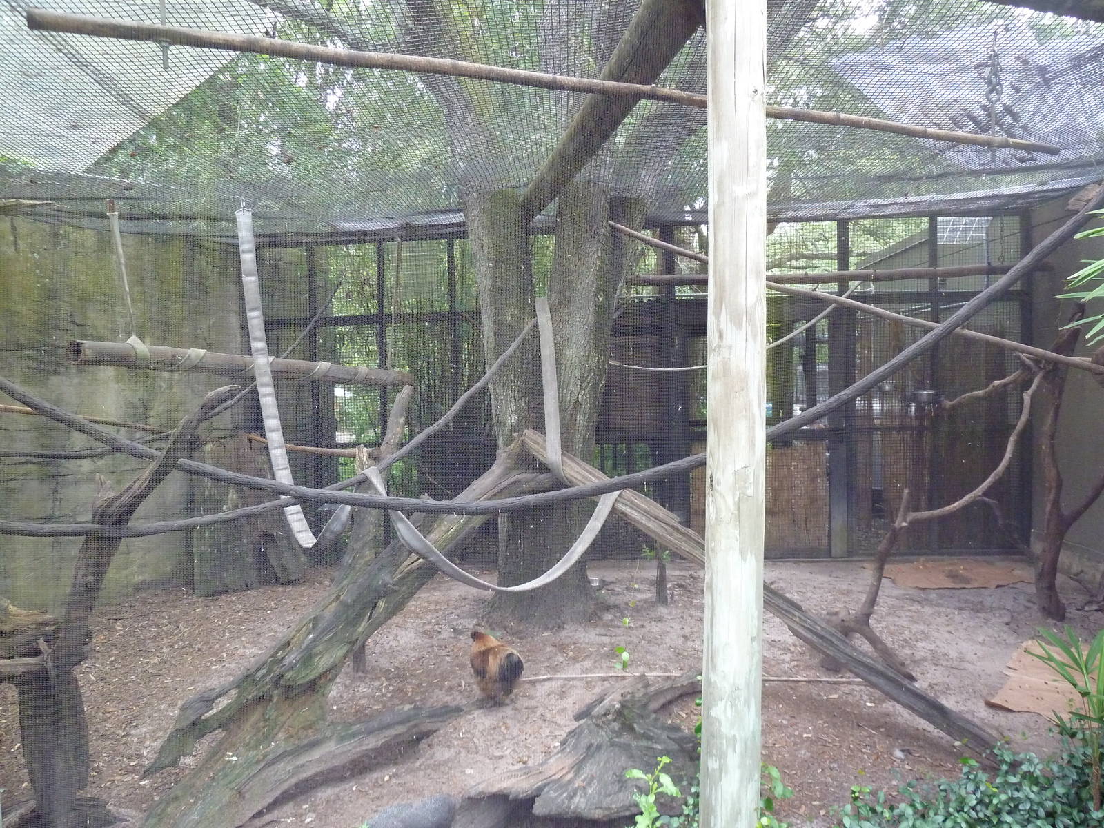 Primate World - Squirrel Monkey Exhibit