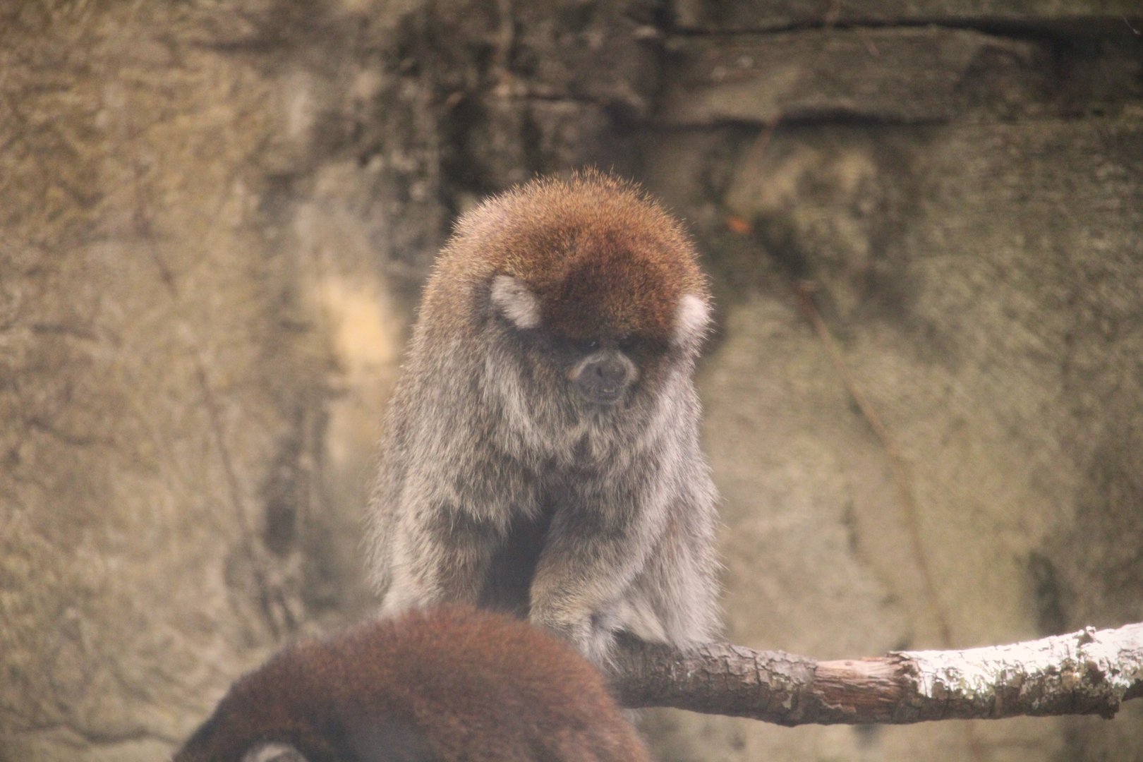 Primate World - White-eared Titi