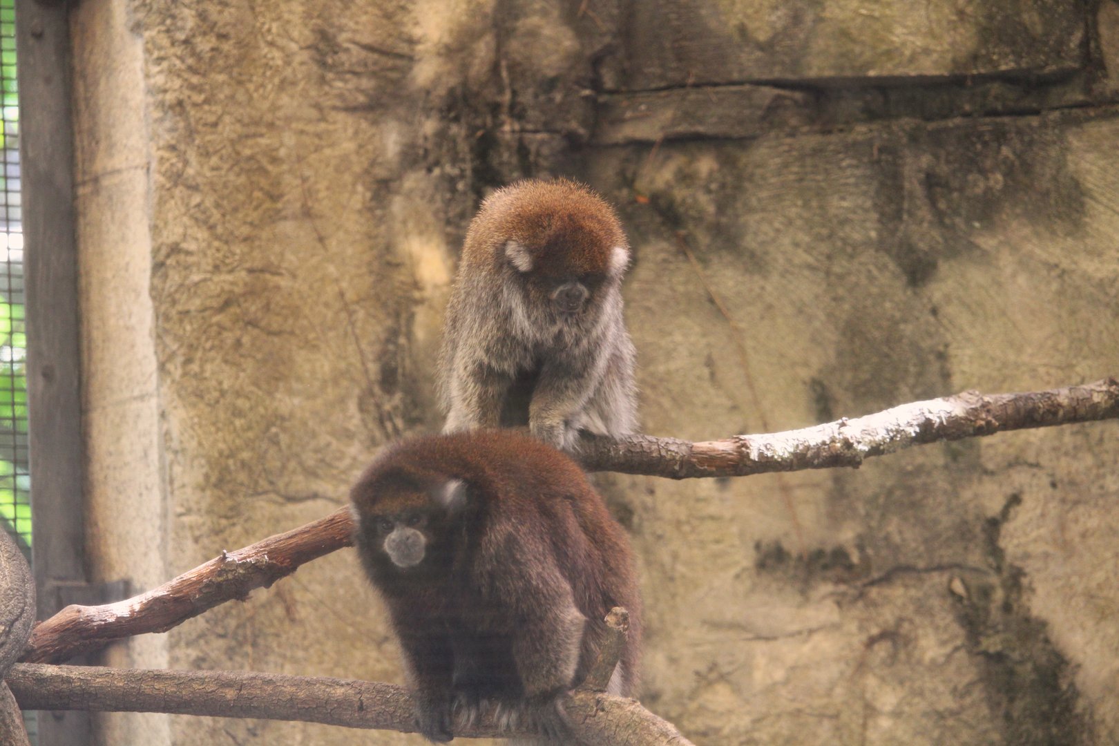 Primate World - White-eared Titi