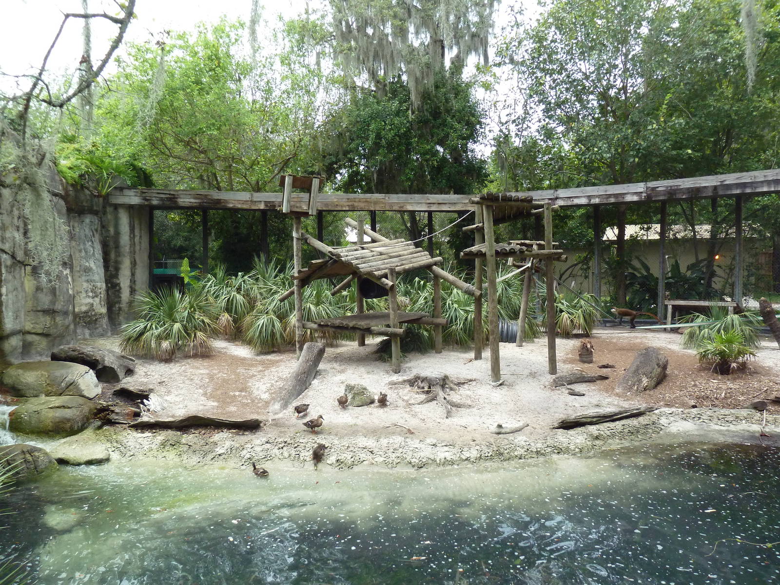 Primate World - Wolf's Guenon Exhibit