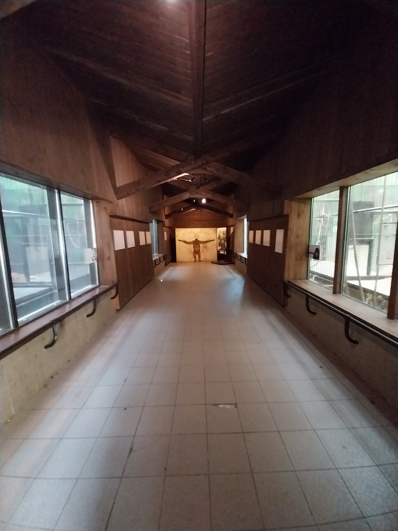 Primates - Ape House - Orangutan (Pongo pygmaeus) (left) and (Western) Common Chimpanzee (Pan troglodytes / verus)