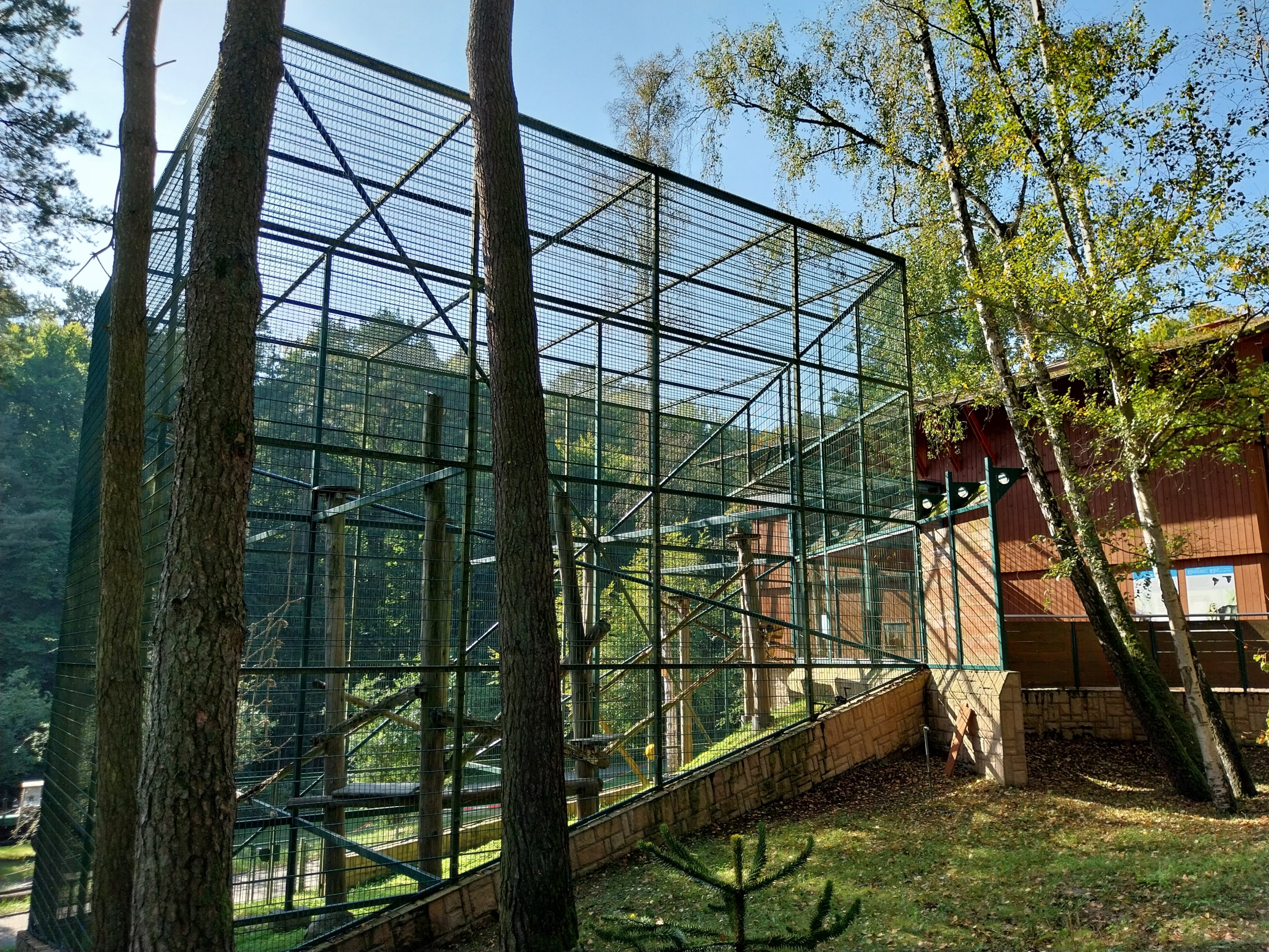 Primates - Black-and-gold Howler Monkey (Alouatta caraya)