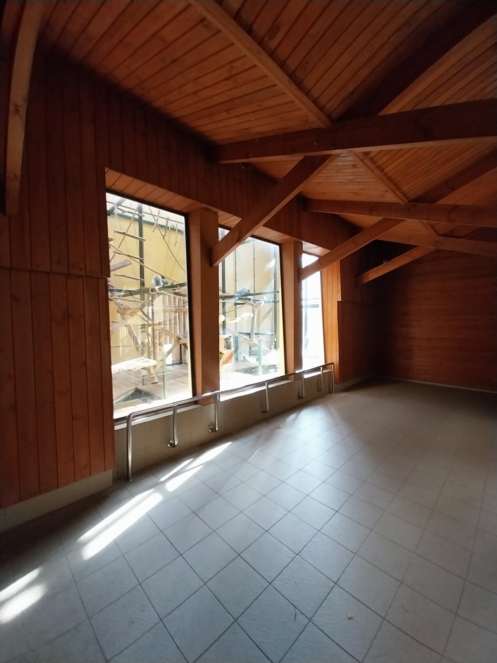 Primates - Black-and-gold Howler Monkey (Alouatta caraya)