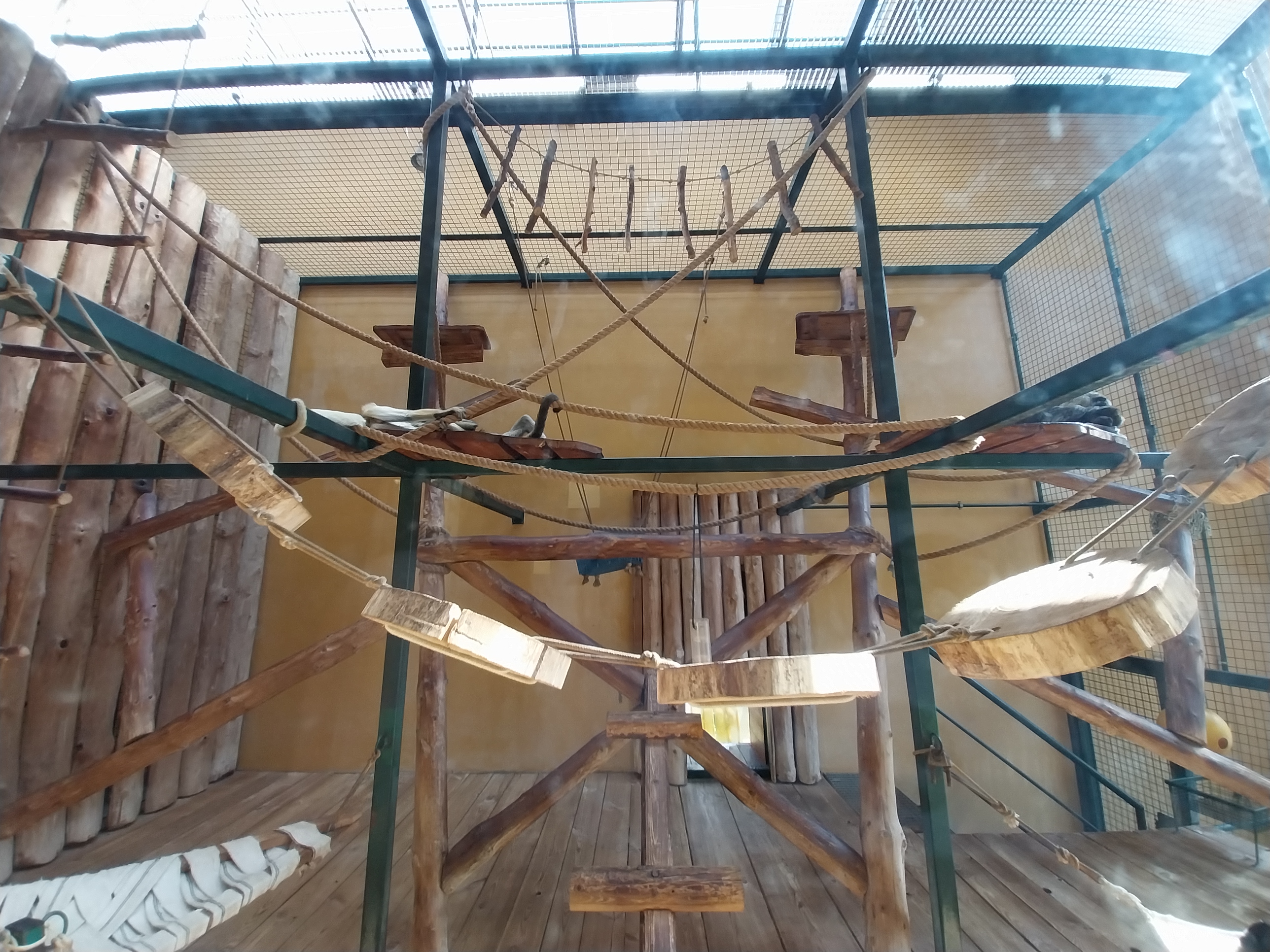 Primates - Black-and-gold Howler Monkey (Alouatta caraya)