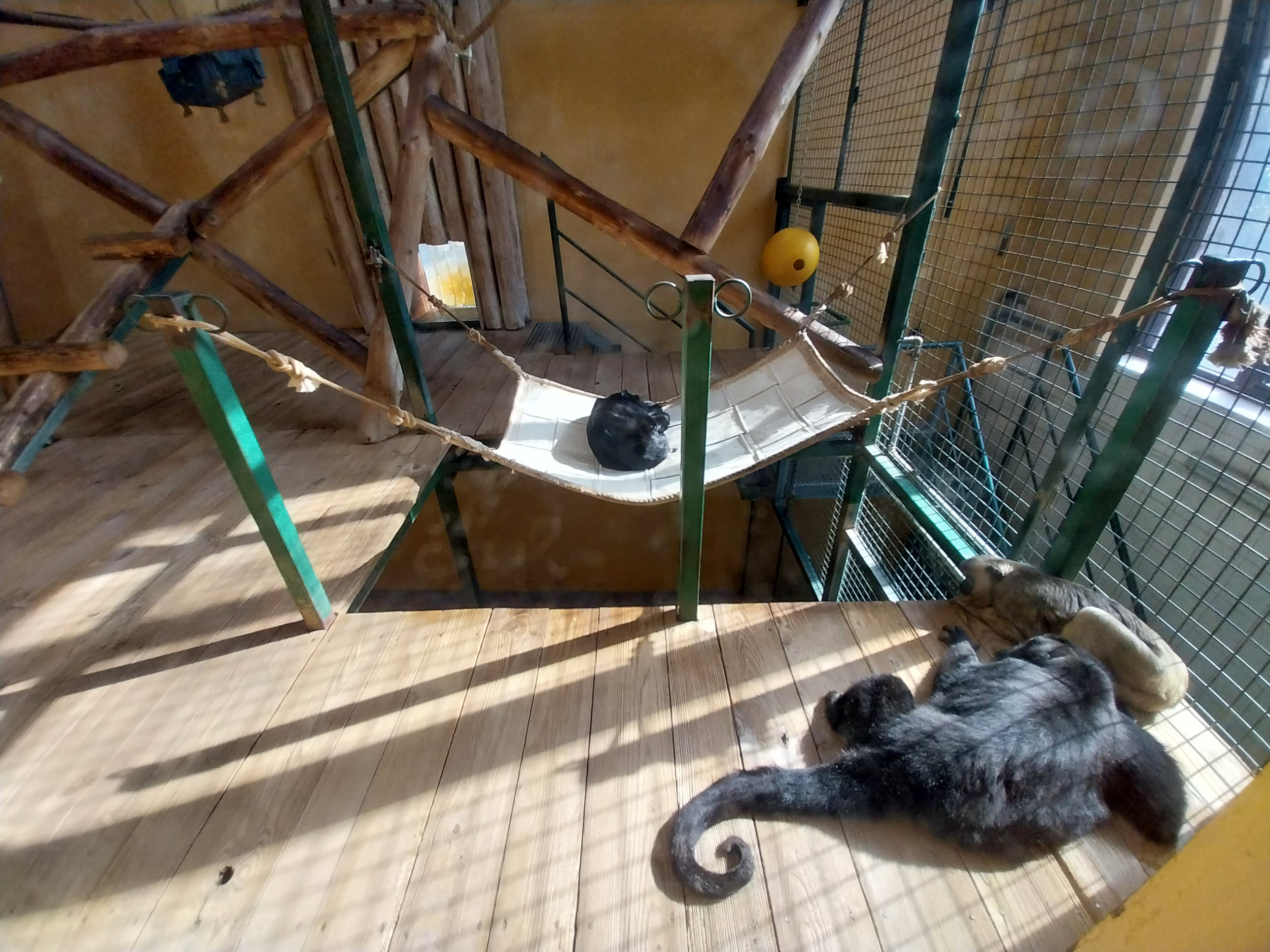 Primates - Black-and-gold Howler Monkey (Alouatta caraya)