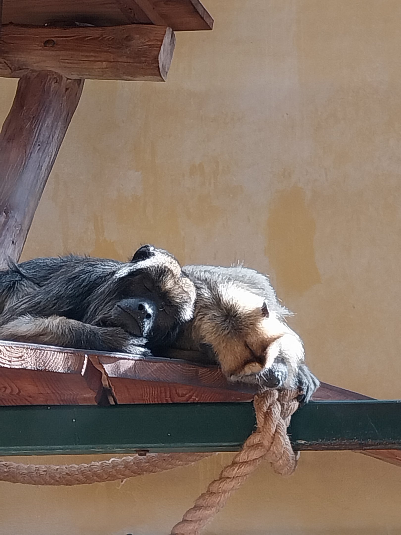Primates - Black-and-gold Howler Monkey (Alouatta caraya)