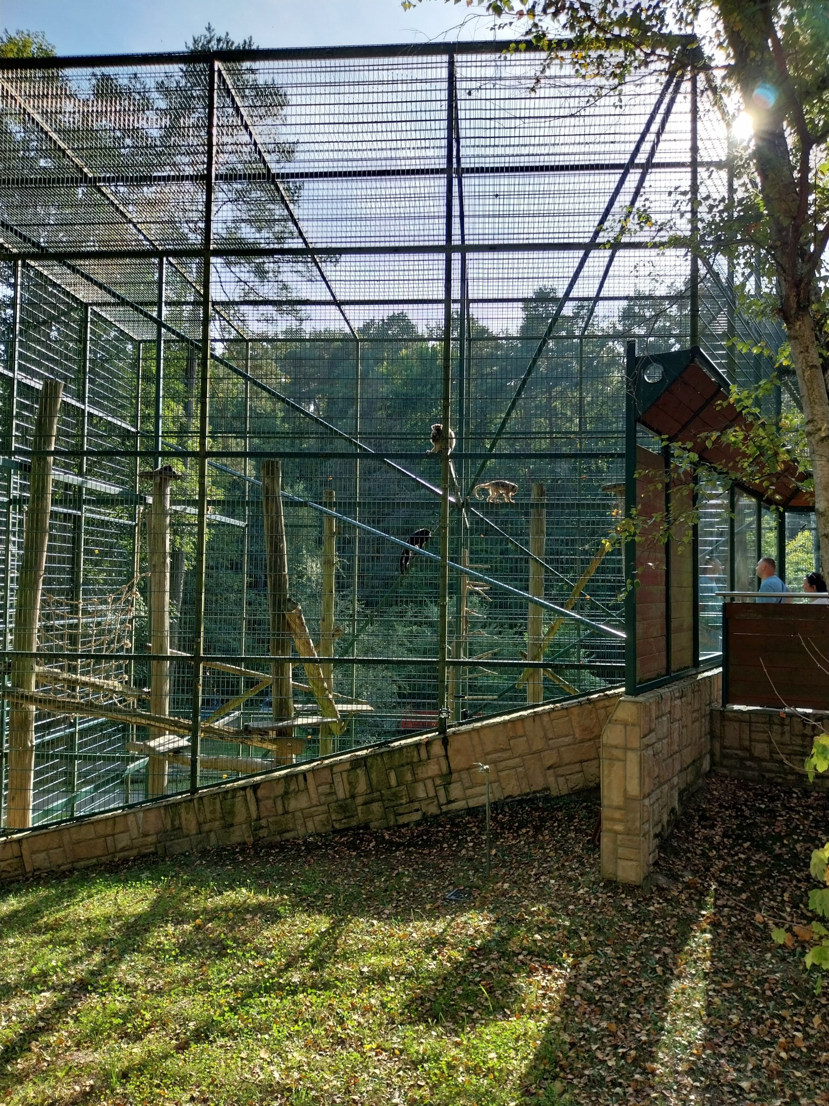 Primates - Black-and-gold Howler Monkey (Alouatta caraya)