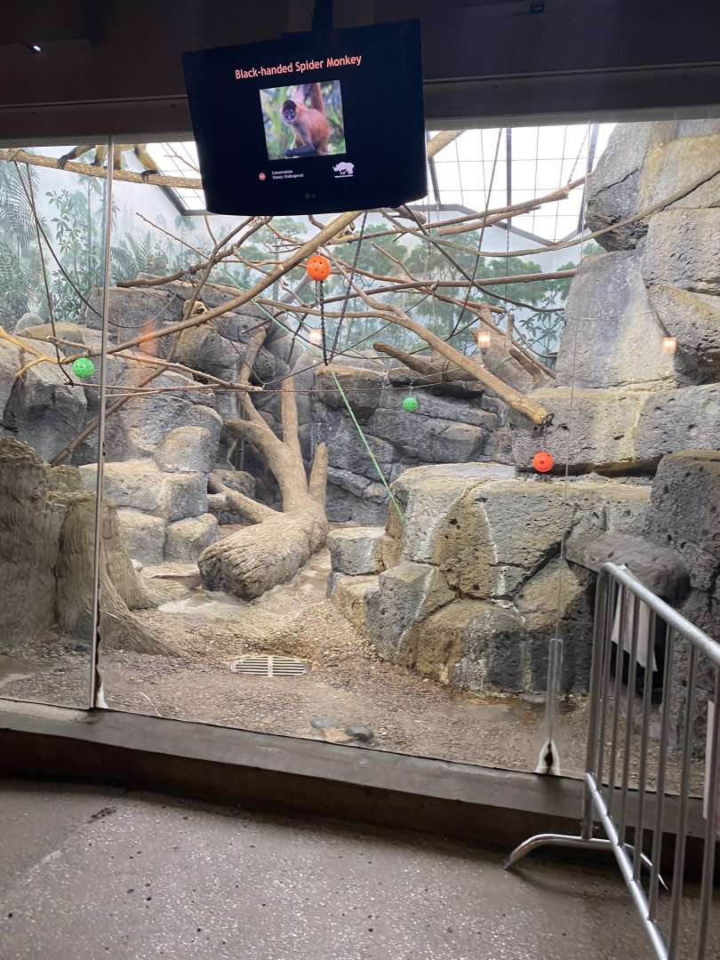 Primates- Black handed spider monkey exhibit