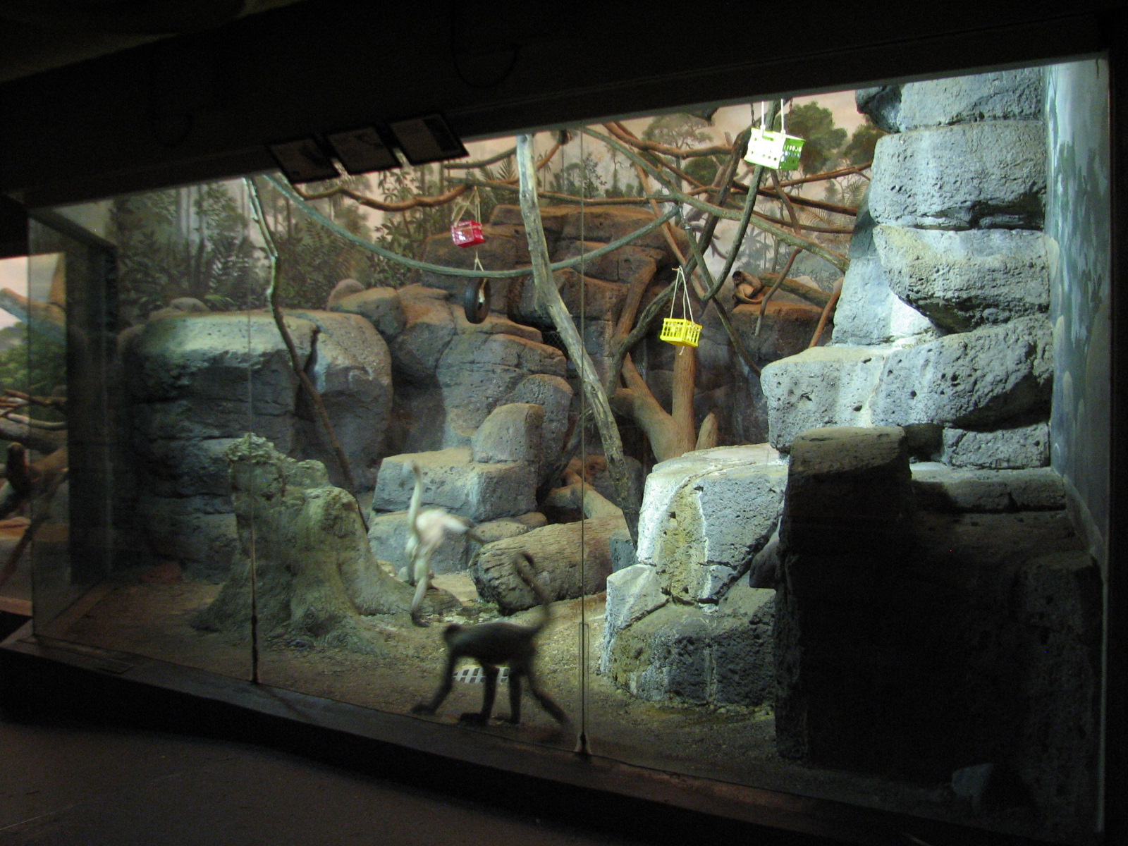 Primates - Black-handed Spider Monkey Exhibit