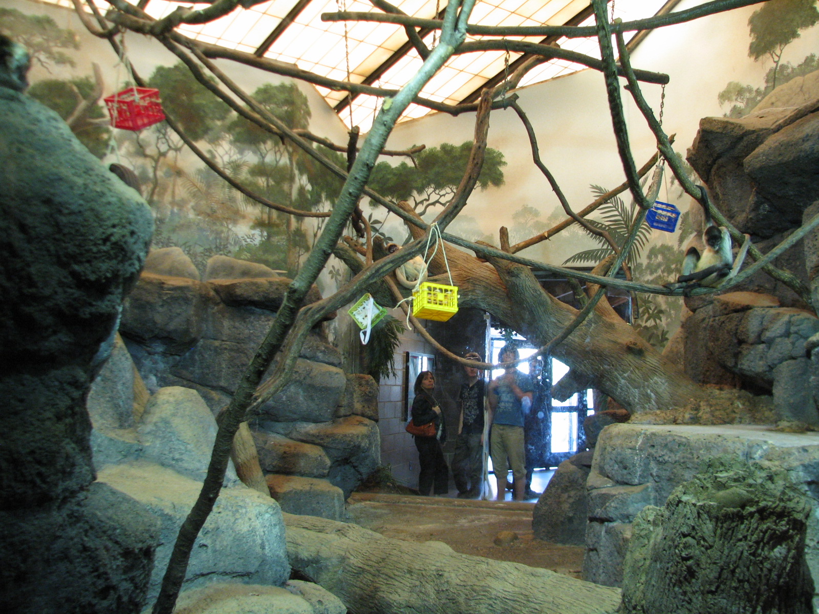 Primates - Black-handed Spider Monkey Exhibit