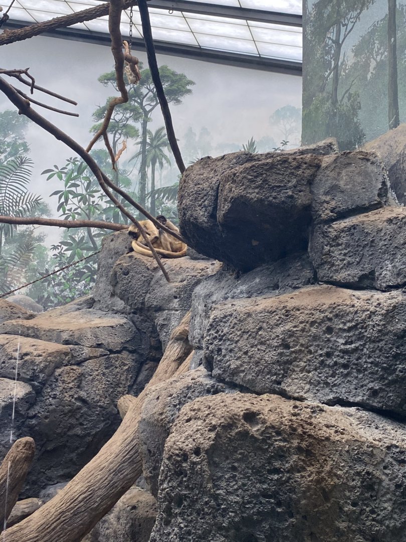 Primates- Black handed spider monkey