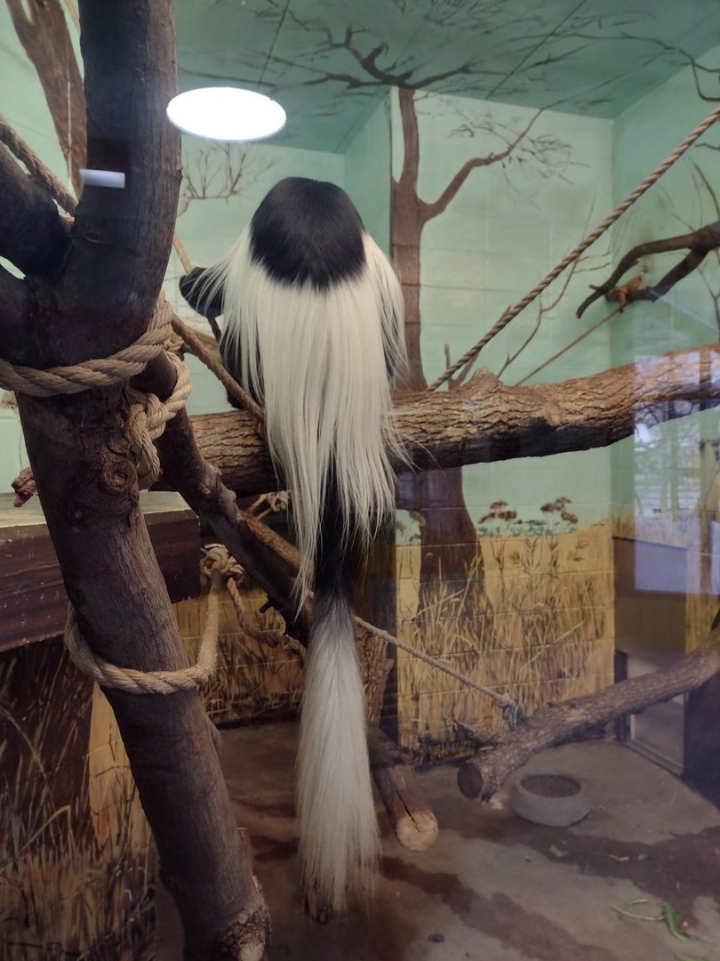 Primates- Black & White Colobus