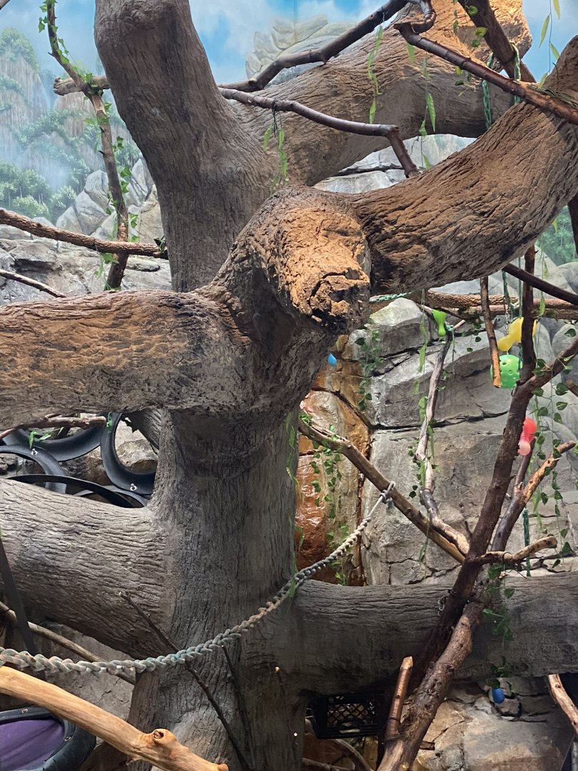 Primates- blue eyed black lemur exhibit