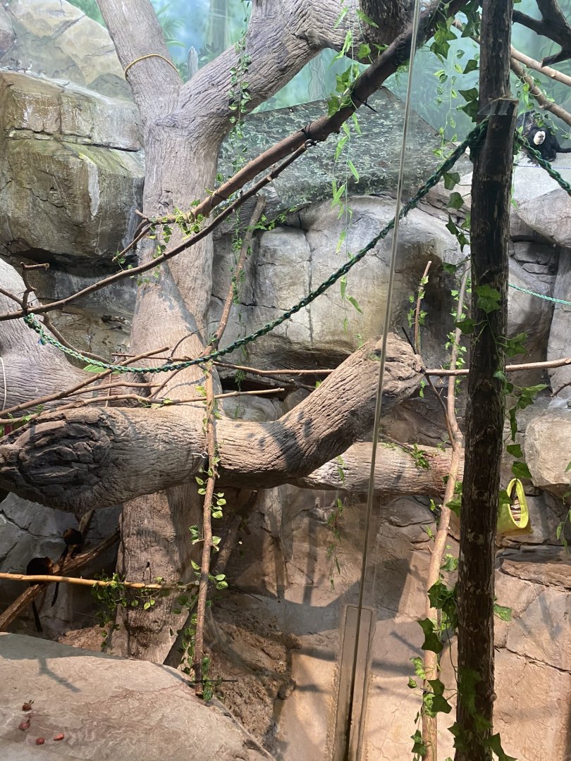 Primates- blue eyed black lemur exhibit