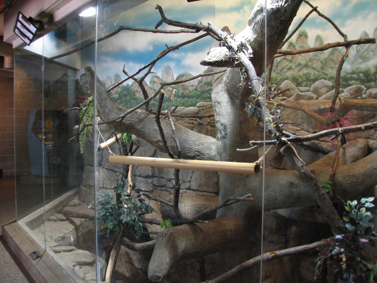 Primates - Blue-eyed Black Lemur Exhibit