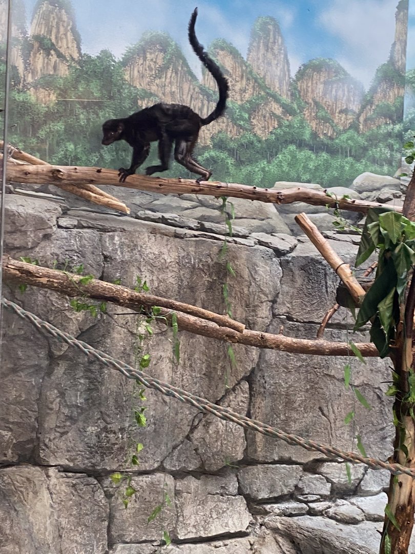 Primates- blue eyed black lemur