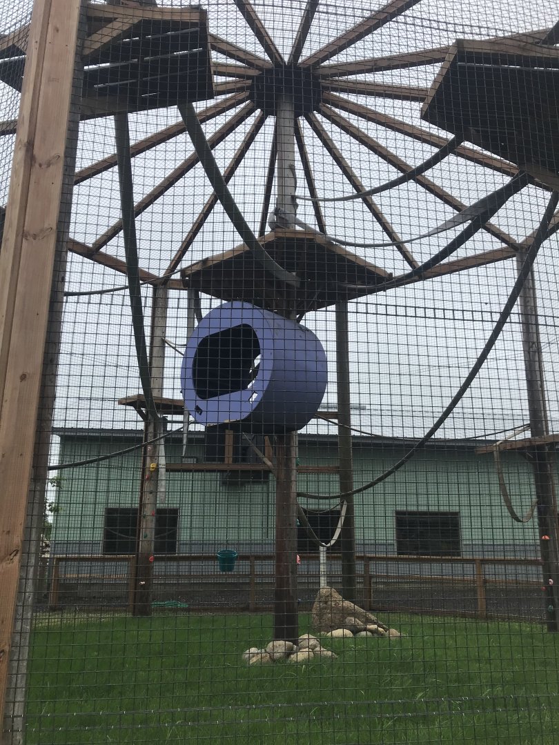 Primates- Buff-Cheeked Gibbon Exhibit