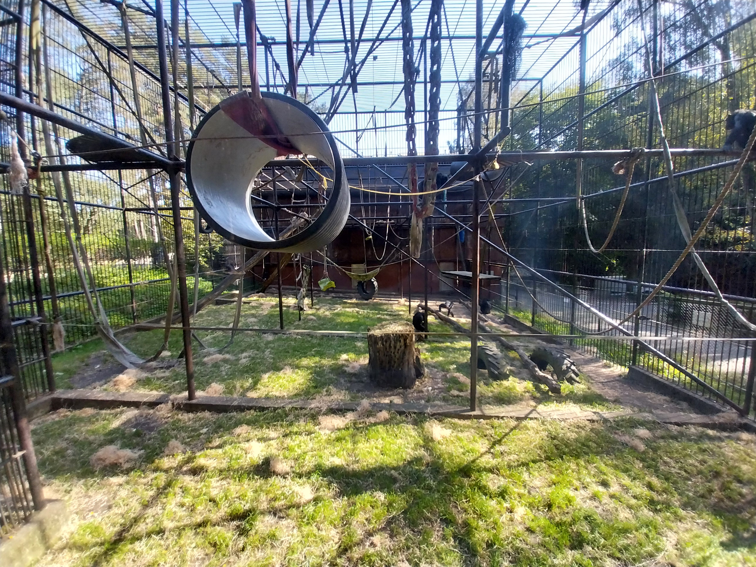 Primates - Common and Western Common Chimpanzee (Pan troglodytes / verus)