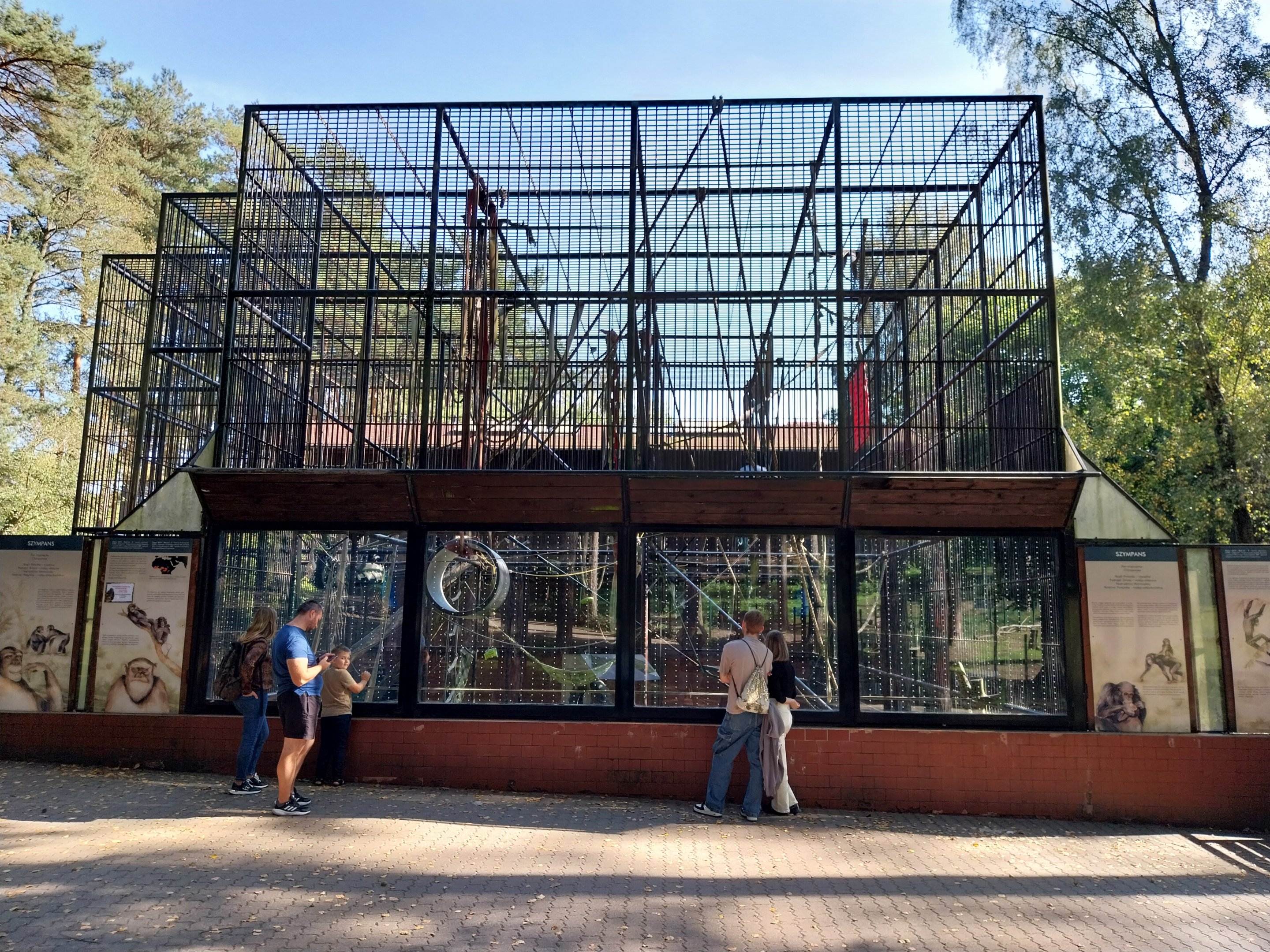 Primates - Common and Western Common Chimpanzee (Pan troglodytes / verus)