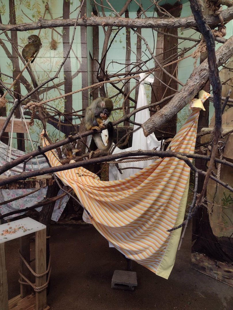 Primates- Common Squirrel Monkey