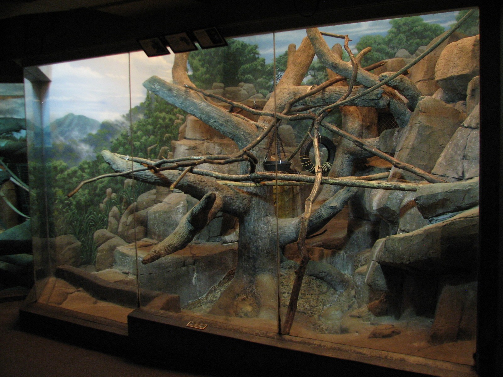 Primates - DeBrazzas Monkey Exhibit