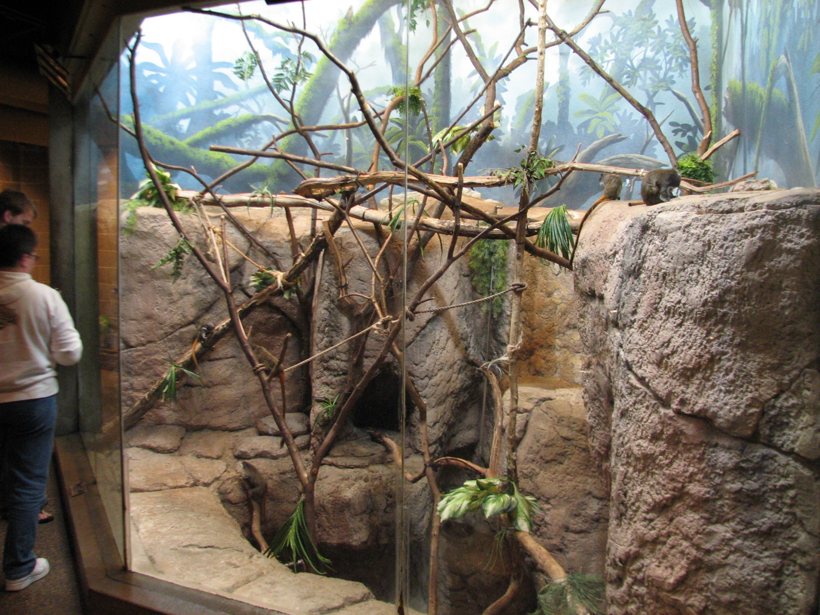 Primates - Emperor Tamarin Exhibit