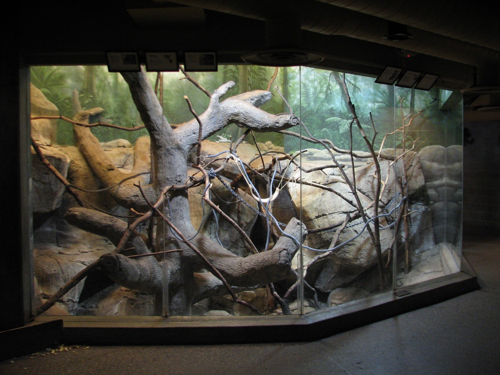 Primates - Geoffroys Tamarin and White-faced Saki Exhibit