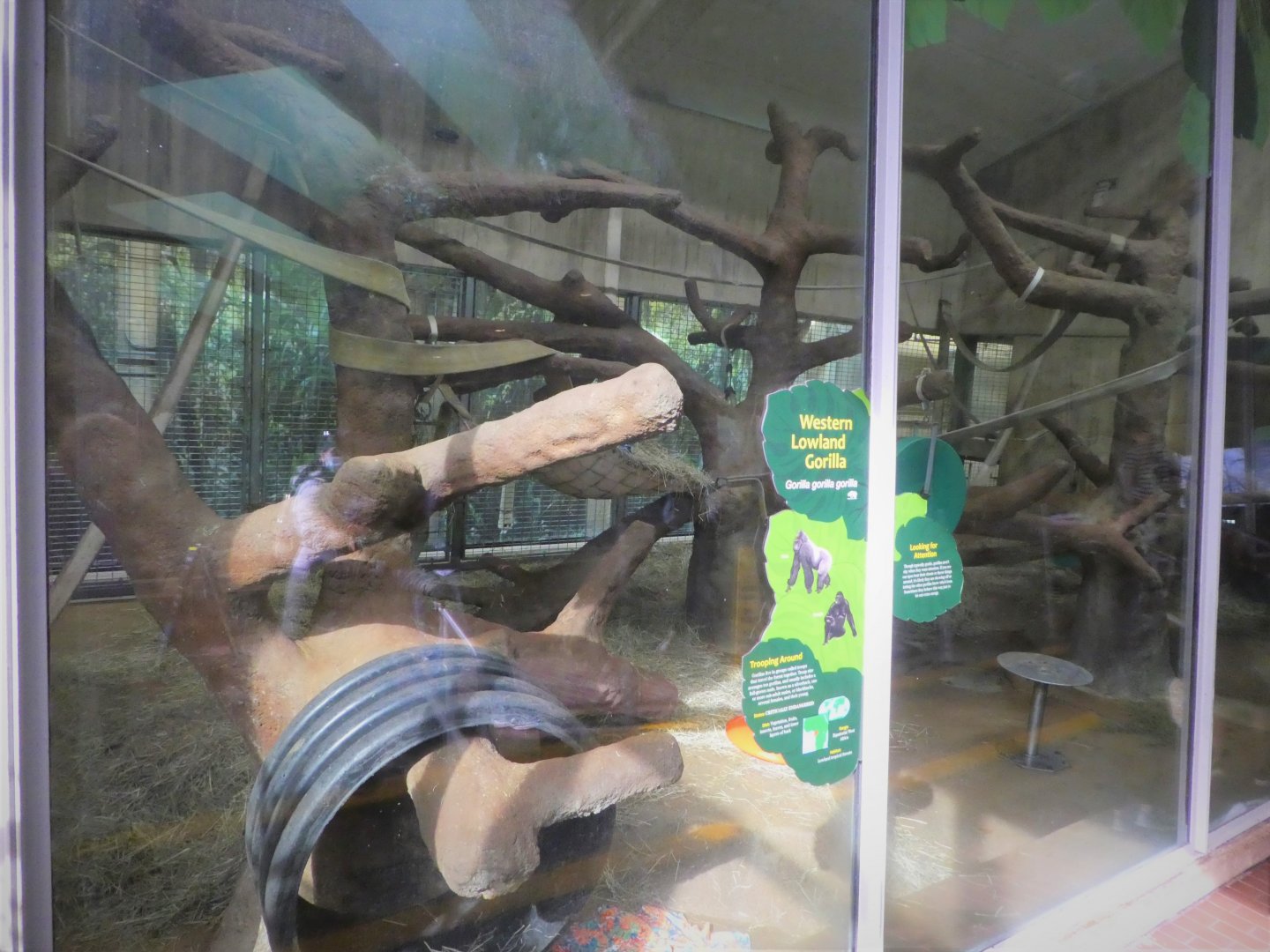 Primates - Great Ape House - Western Lowland Gorilla Indoor Quarters 1