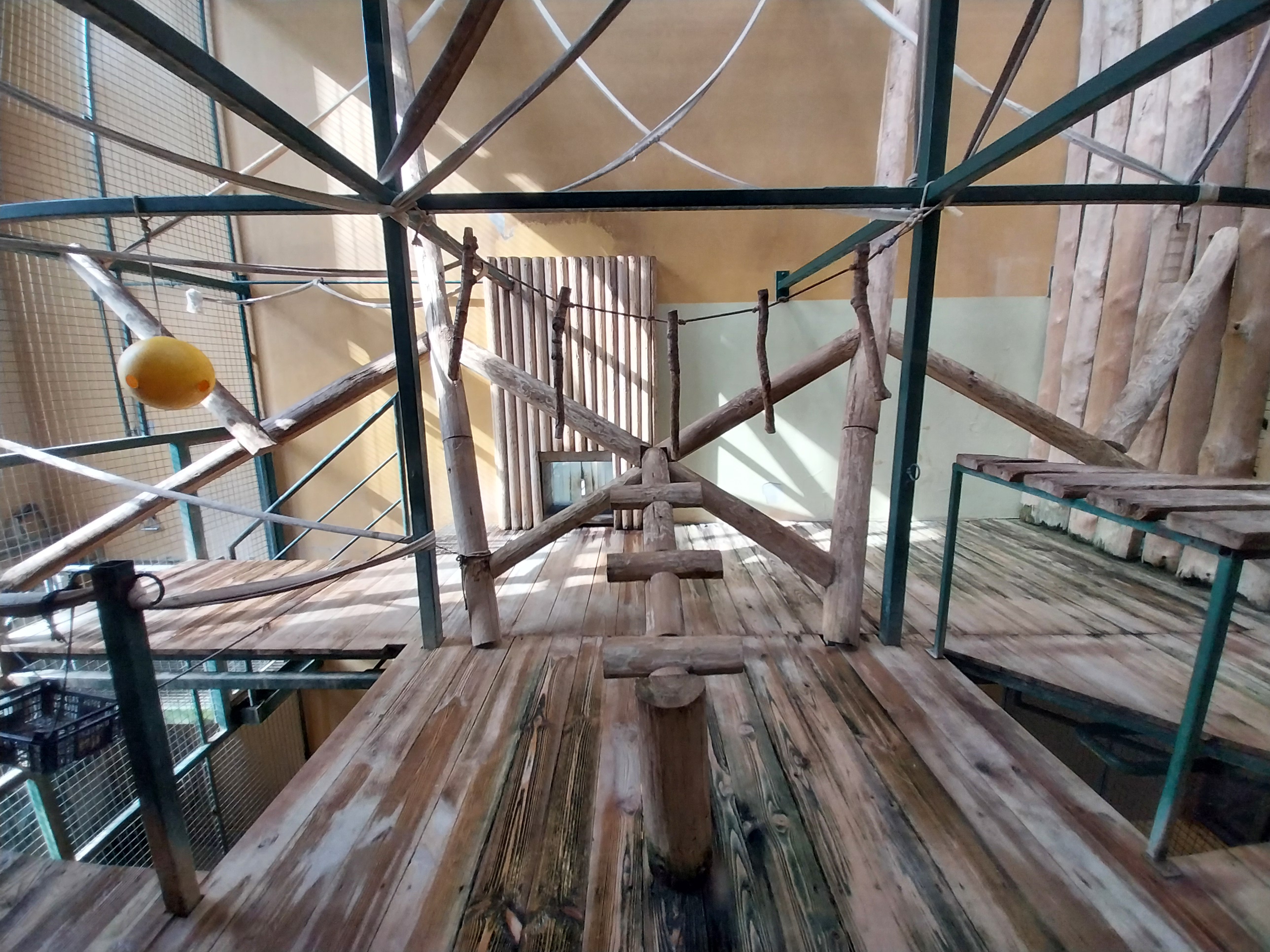 Primates - Javan Lutung (Trachypithecus auratus)