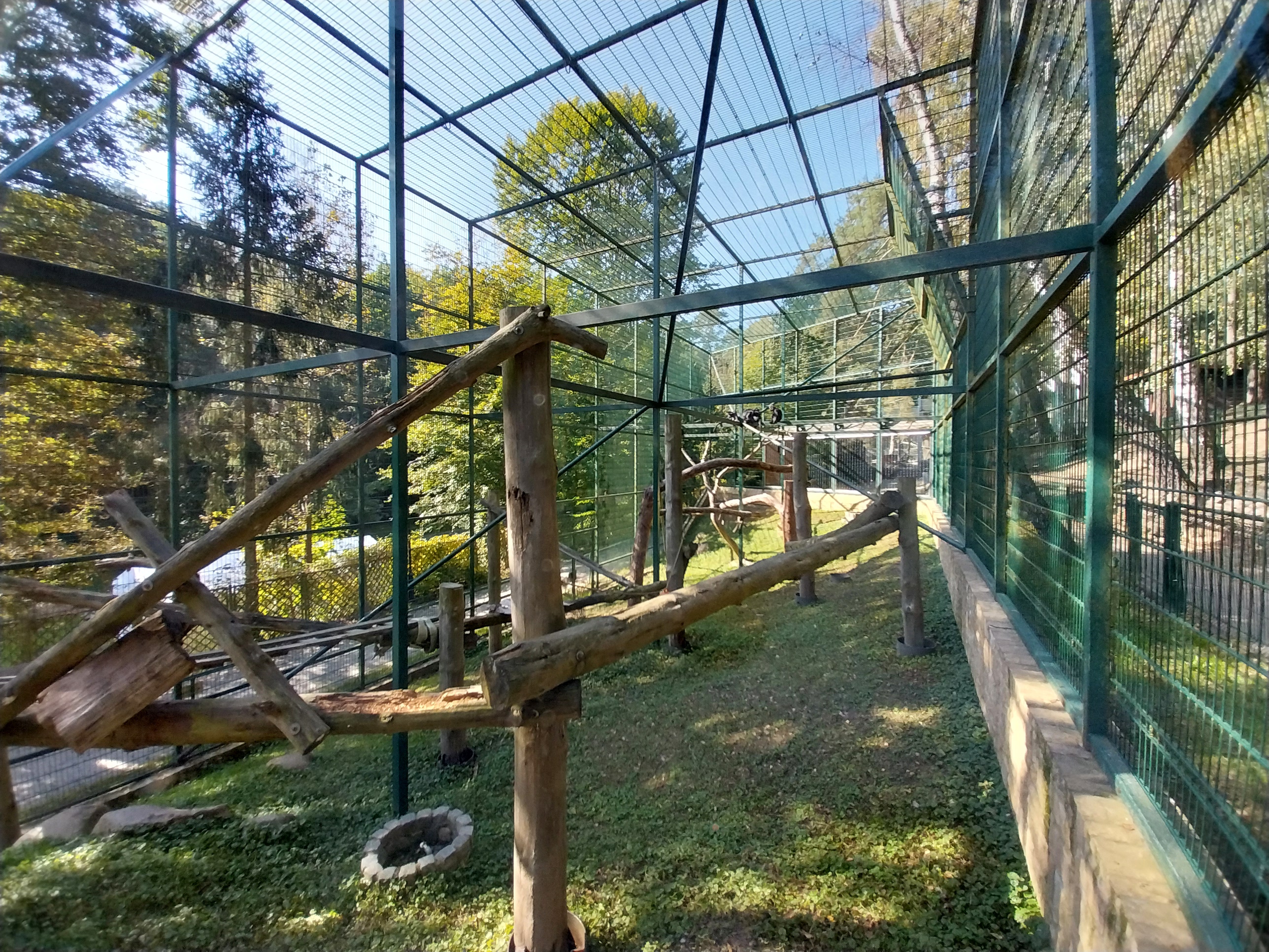 Primates - Javan Lutung (Trachypithecus auratus)