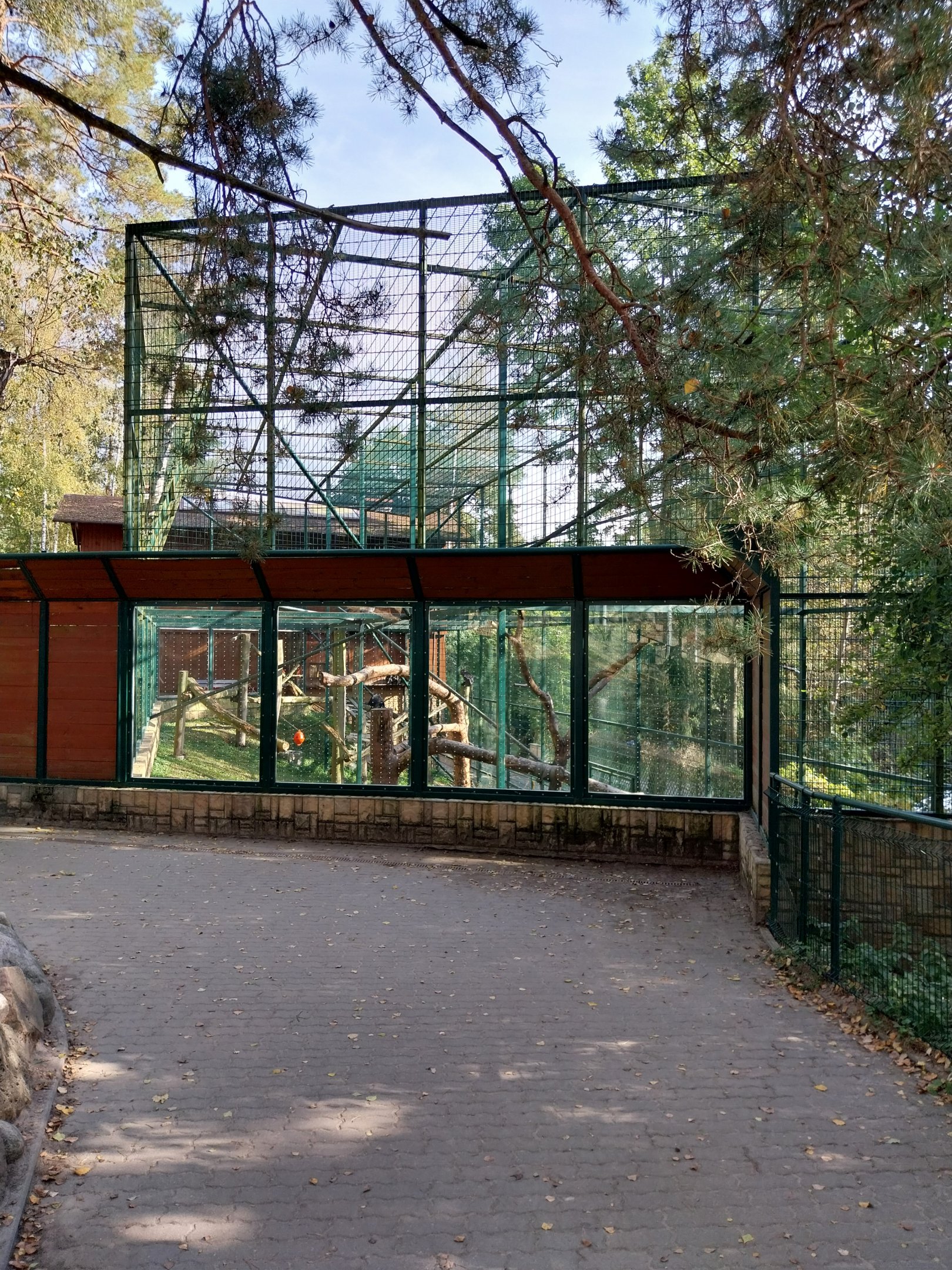 Primates - Javan Lutung (Trachypithecus auratus)