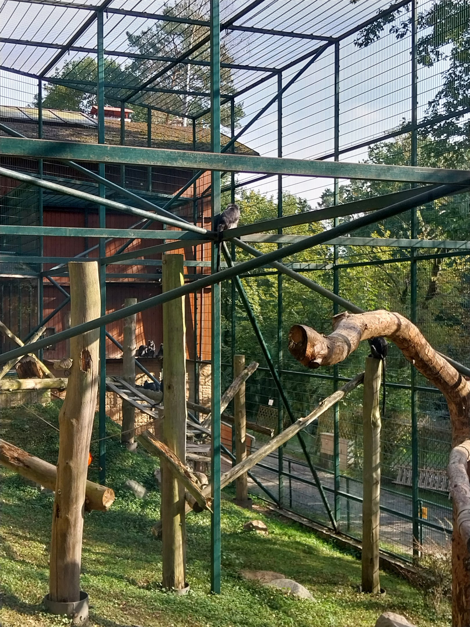 Primates - Javan Lutung (Trachypithecus auratus)