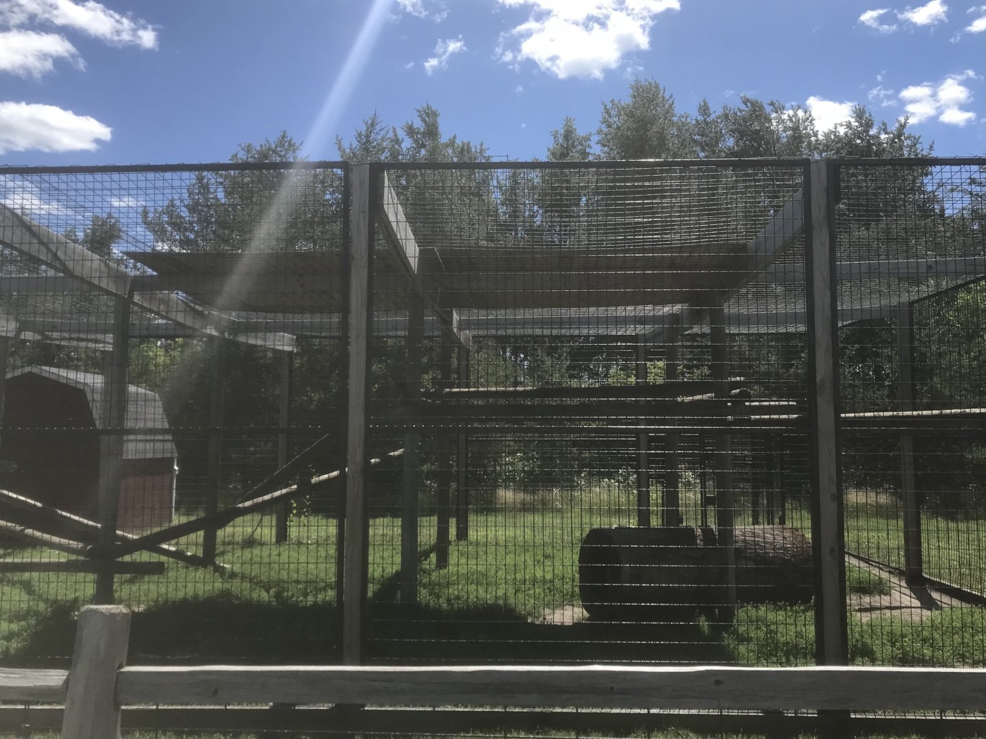 Primates - Juvenile Cougar Exhibit