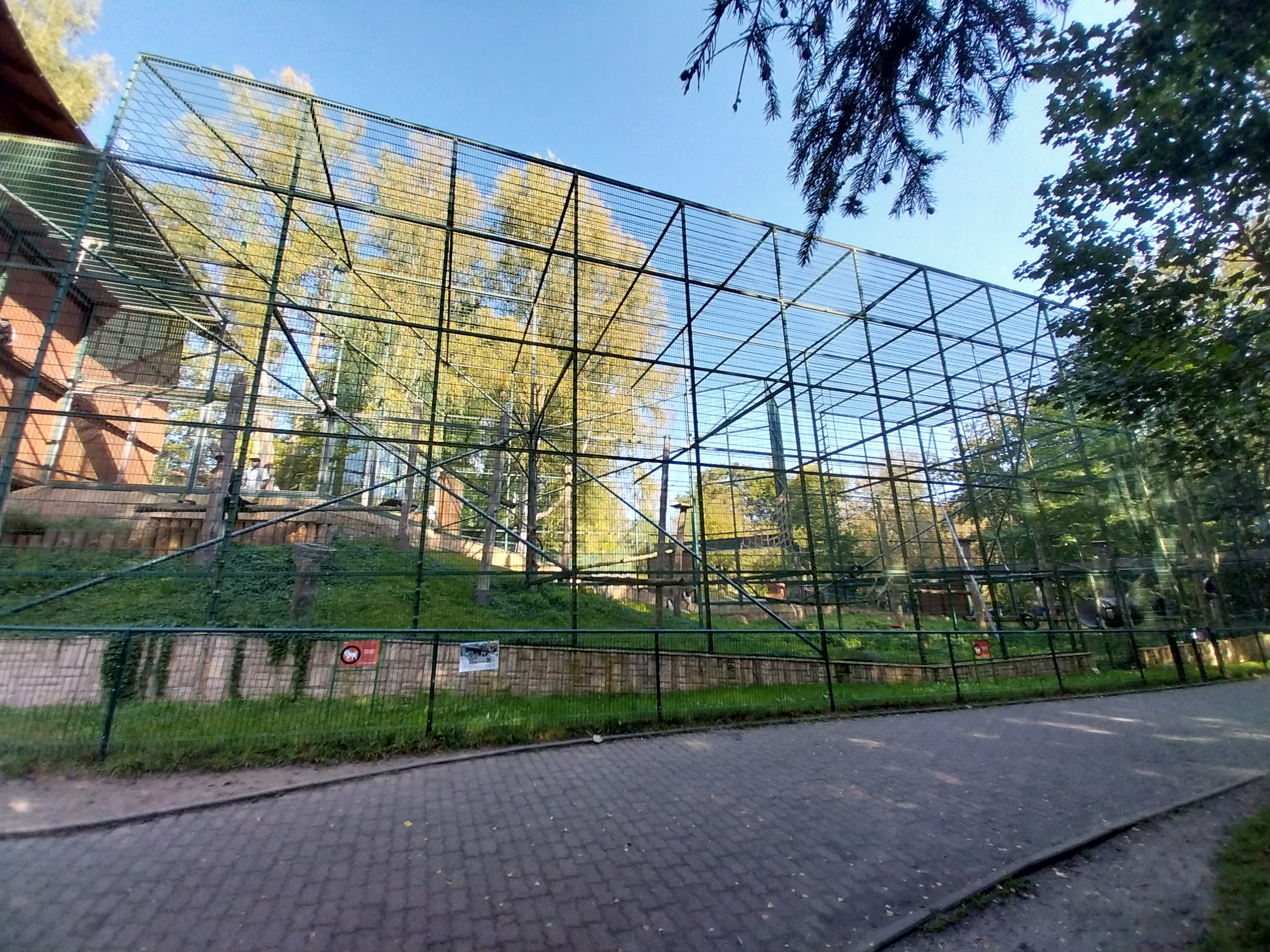 Primates - Kikuyu Guereza (Colobus guereza kikuyuensis)