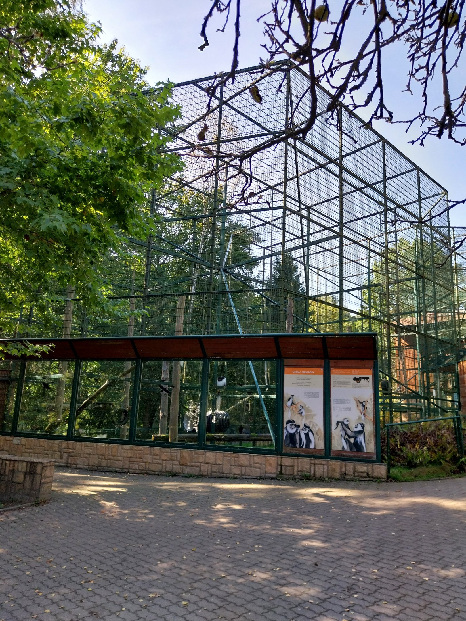 Primates - Kikuyu Guereza (Colobus guereza kikuyuensis)