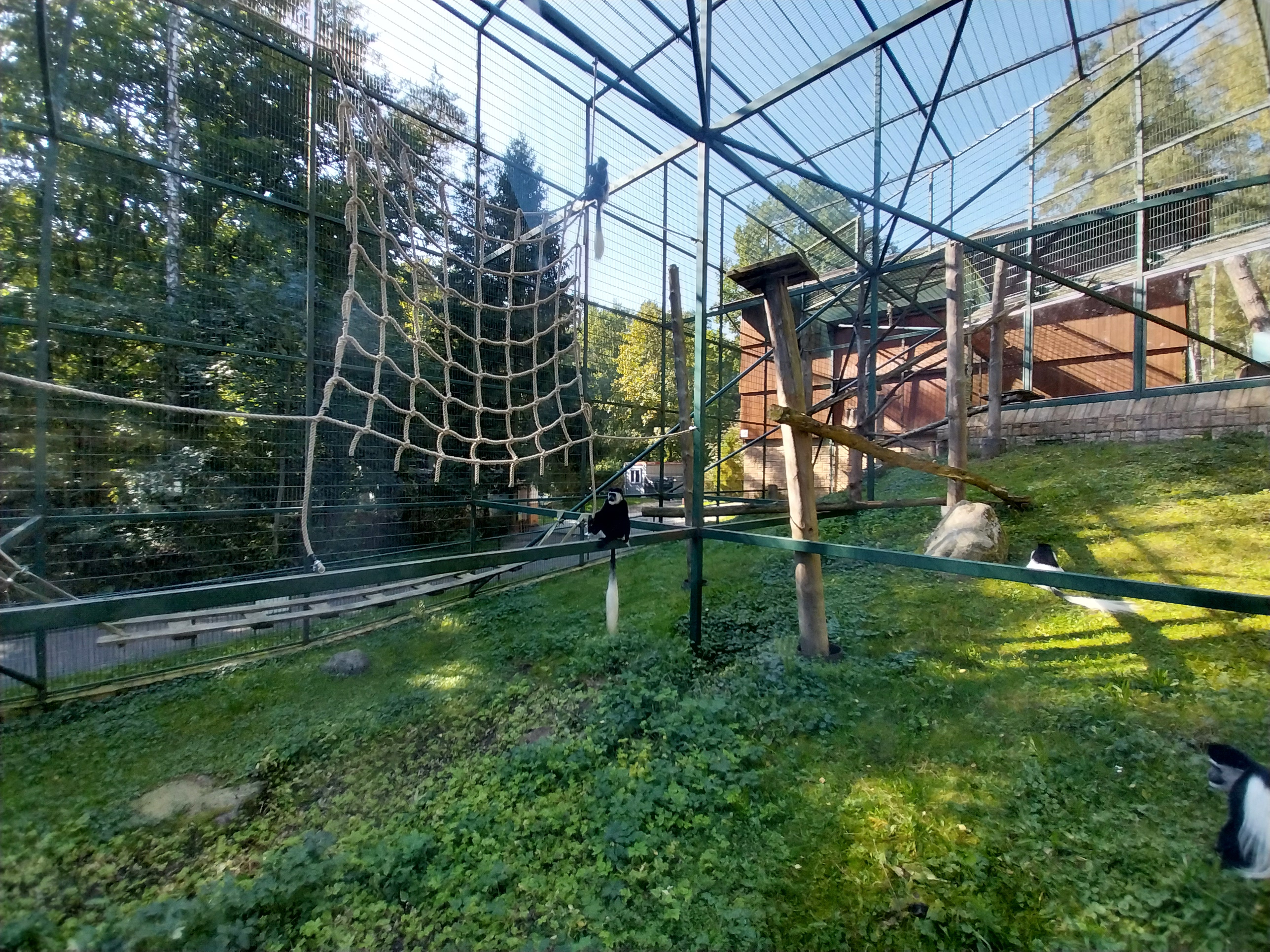 Primates - Kikuyu Guereza (Colobus guereza kikuyuensis)