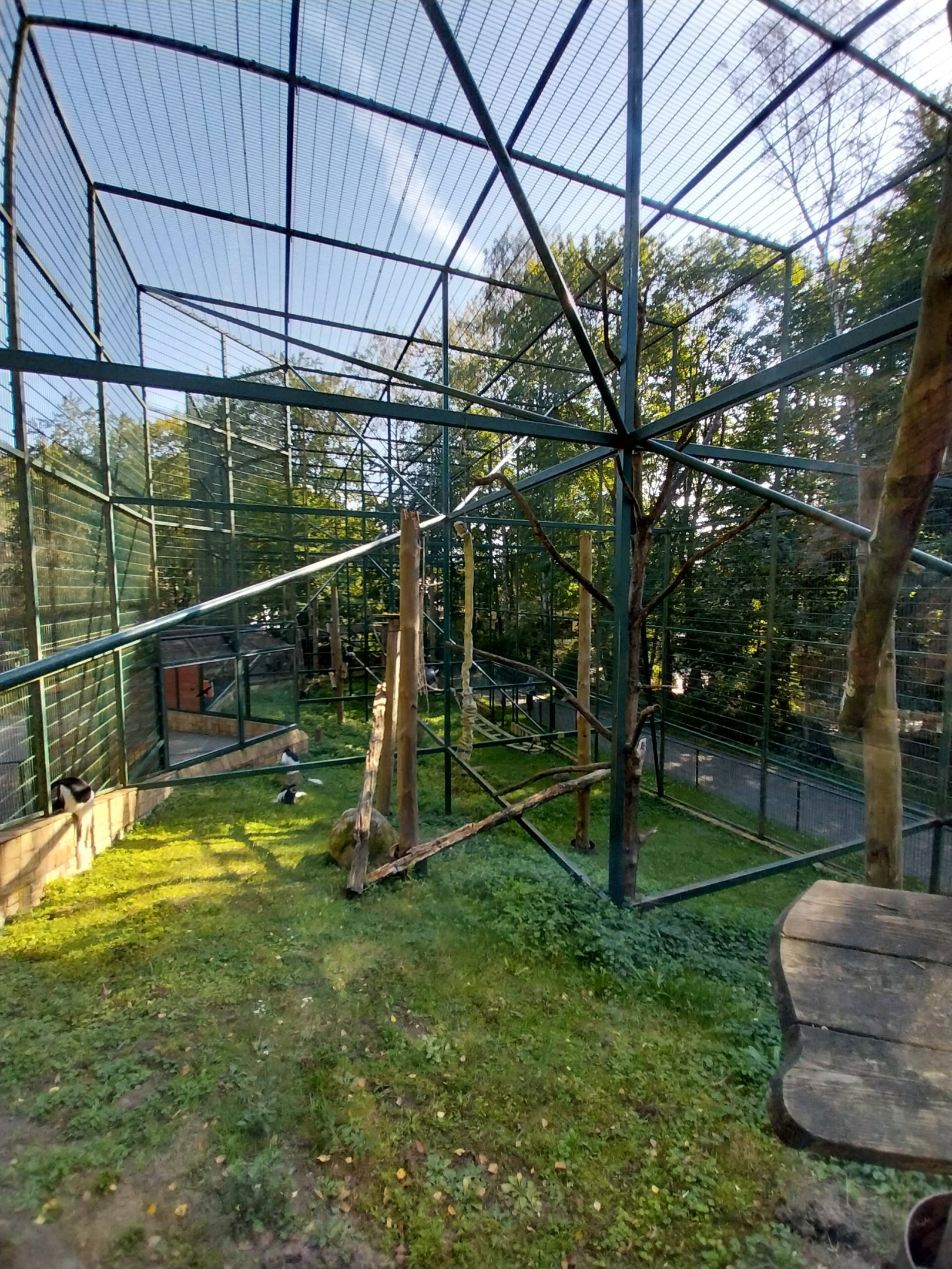 Primates - Kikuyu Guereza (Colobus guereza kikuyuensis)