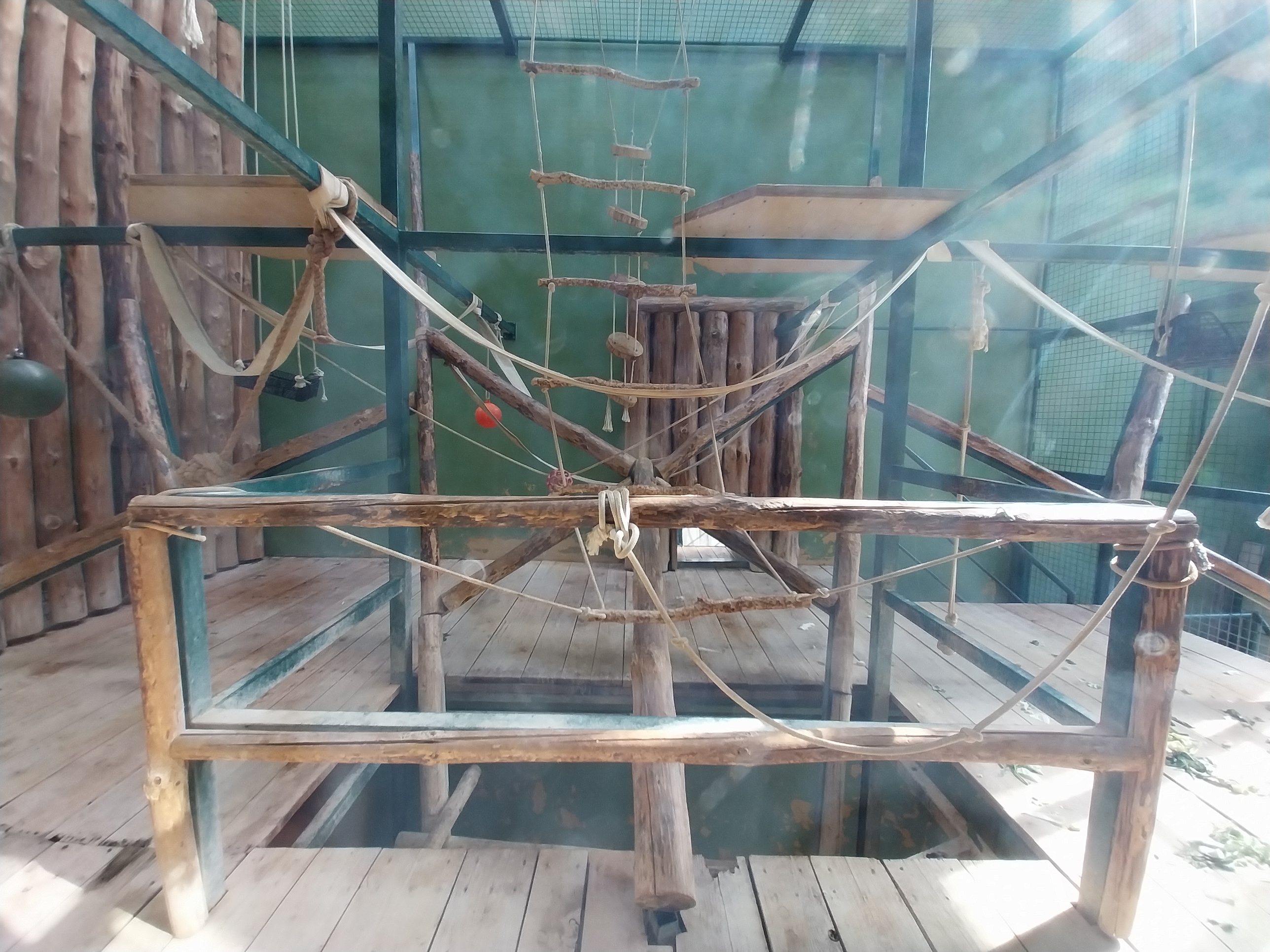 Primates - Kikuyu Guereza (Colobus guereza kikuyuensis)