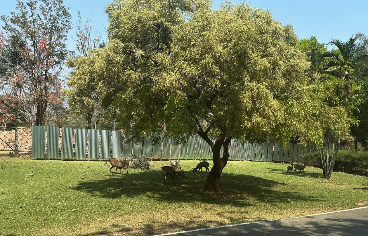 Primates Kingdom construction