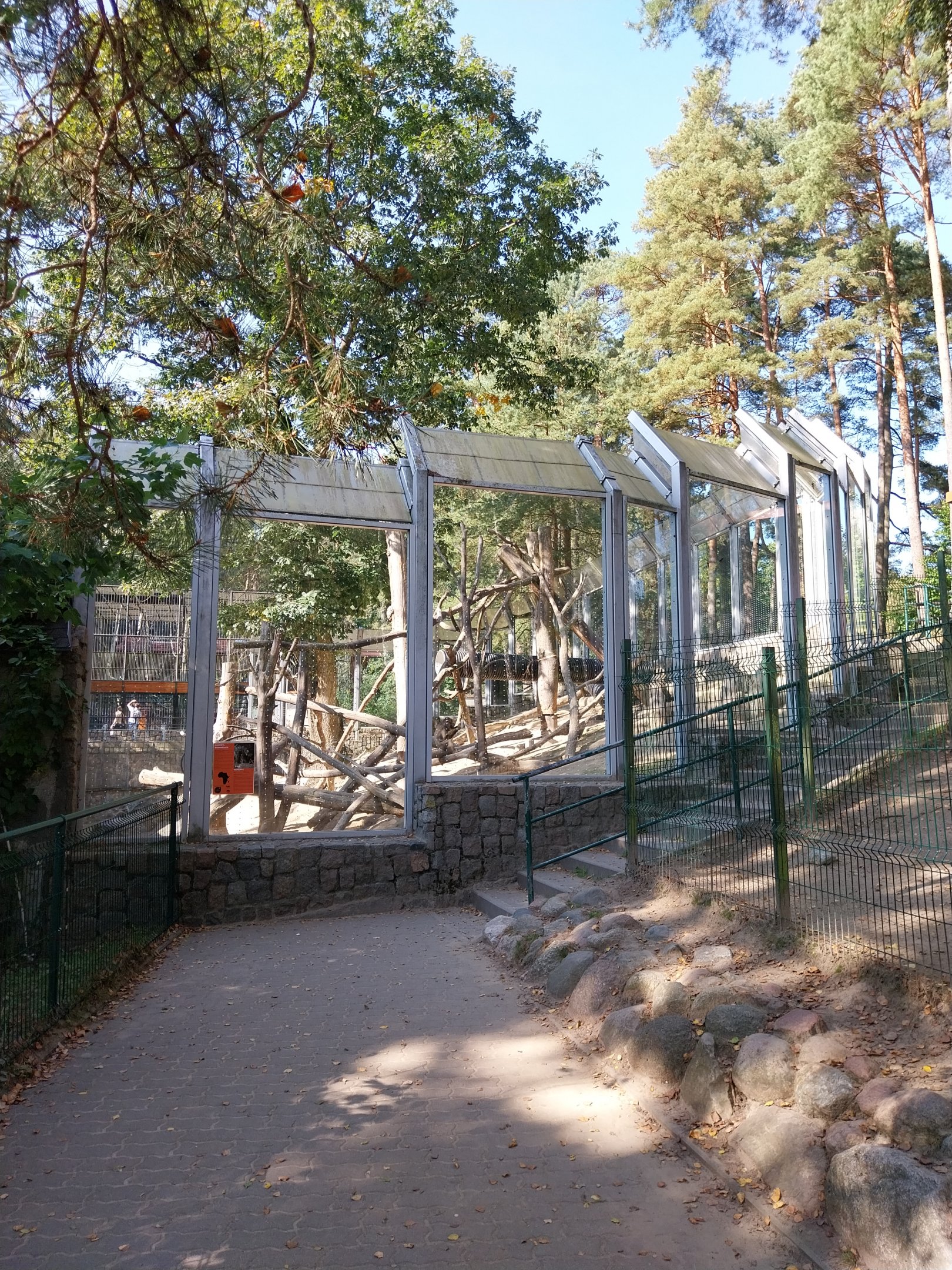 Primates - Mandrill (Mandrillus sphinx)