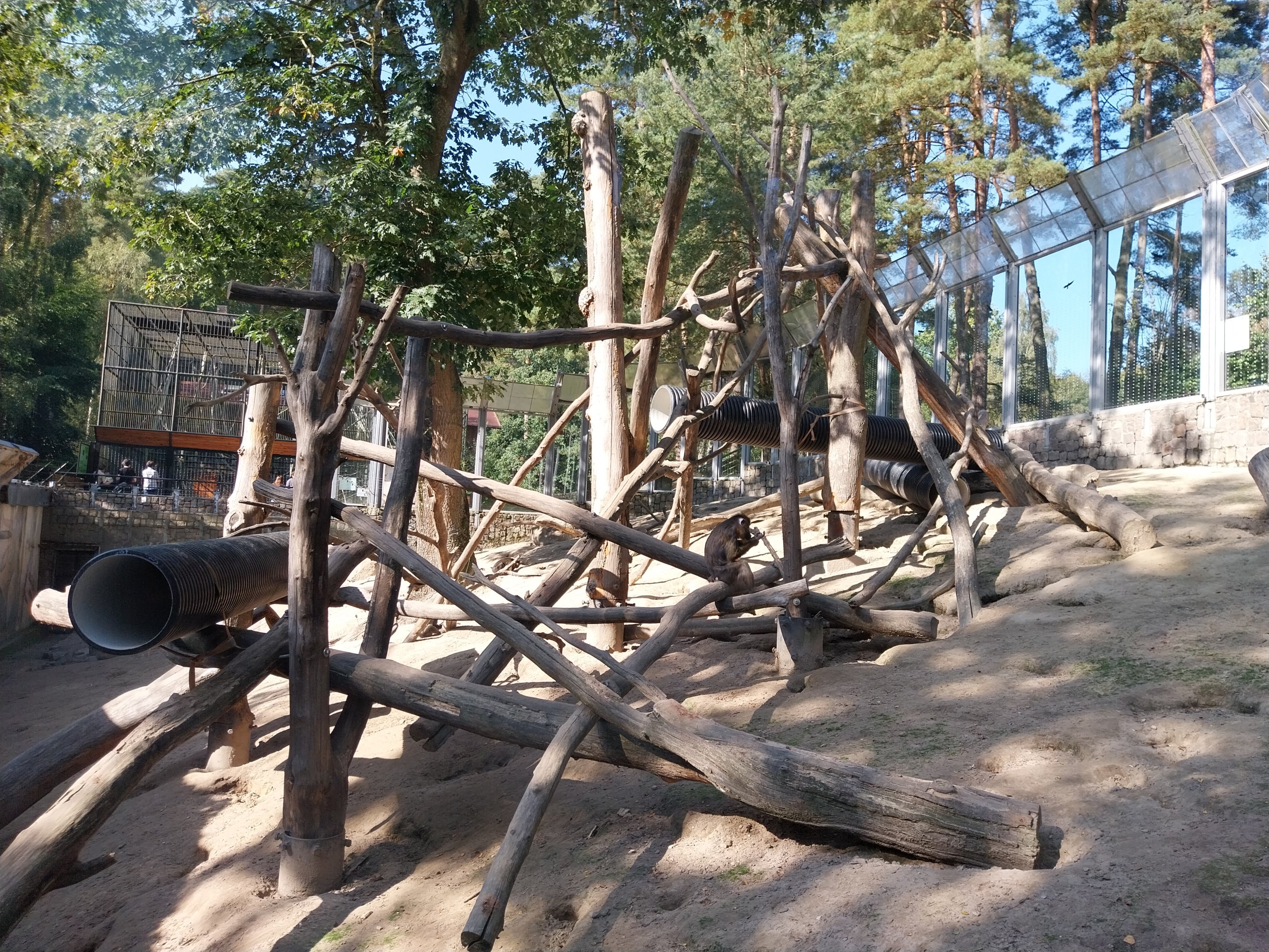 Primates - Mandrill (Mandrillus sphinx)