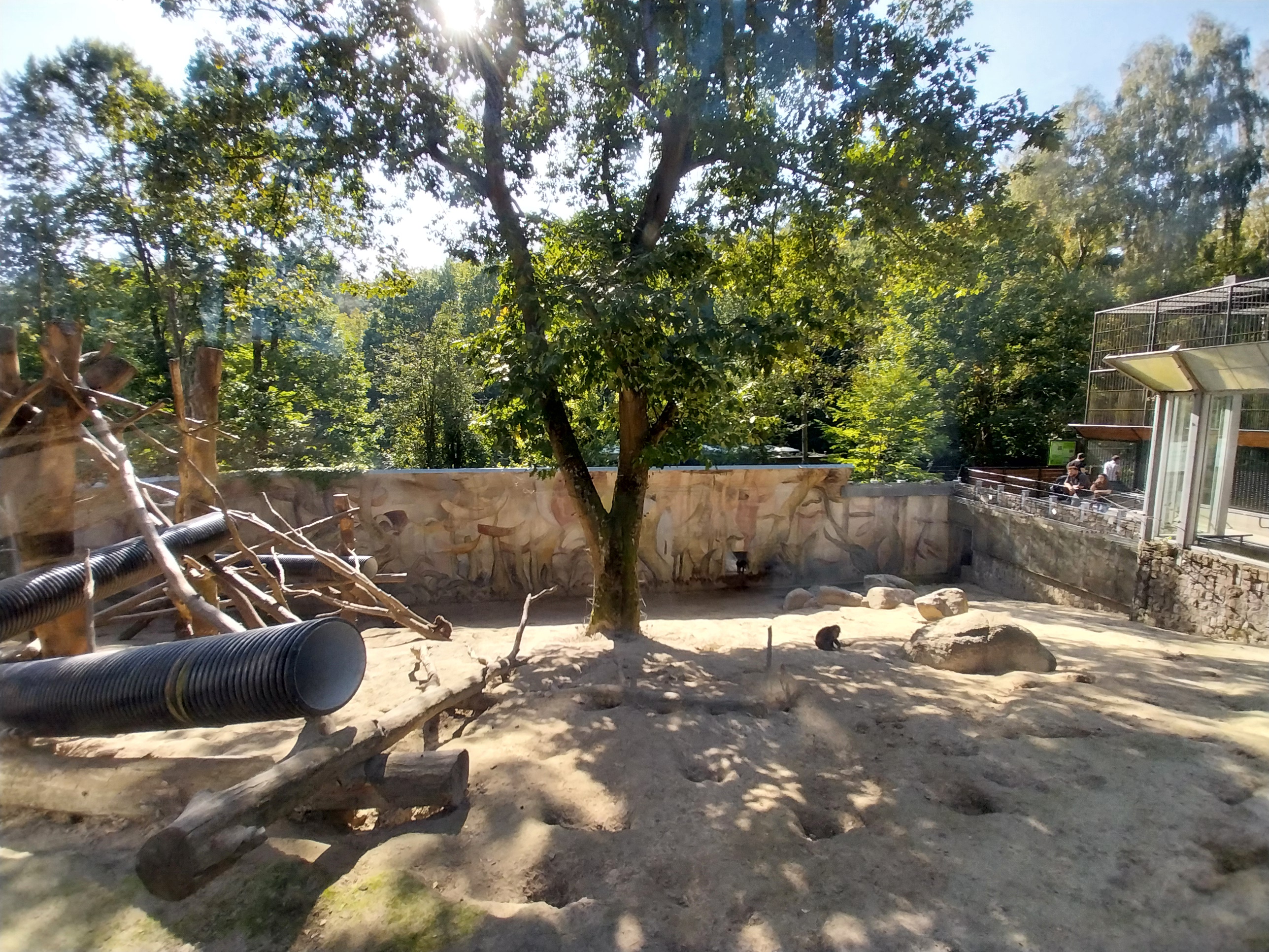 Primates - Mandrill (Mandrillus sphinx)