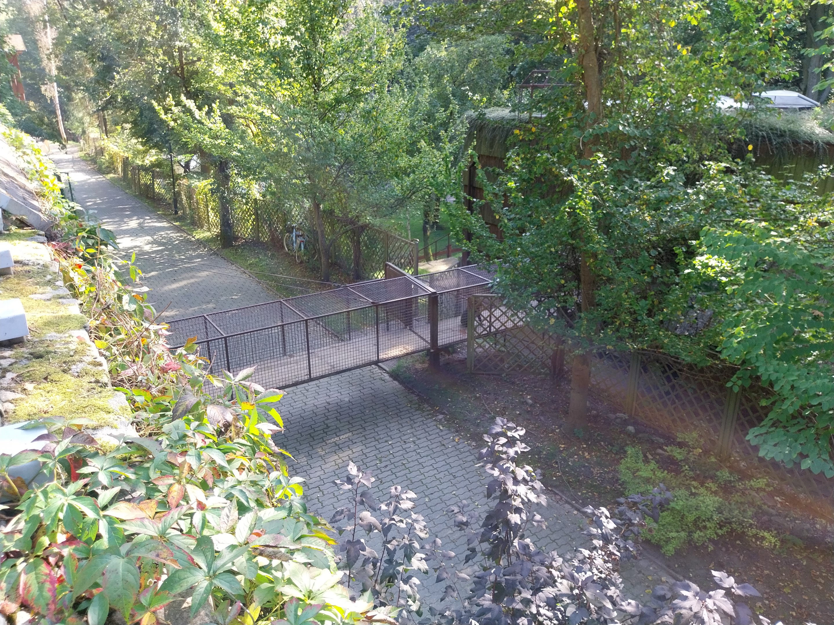 Primates - Mandrill (Mandrillus sphinx)