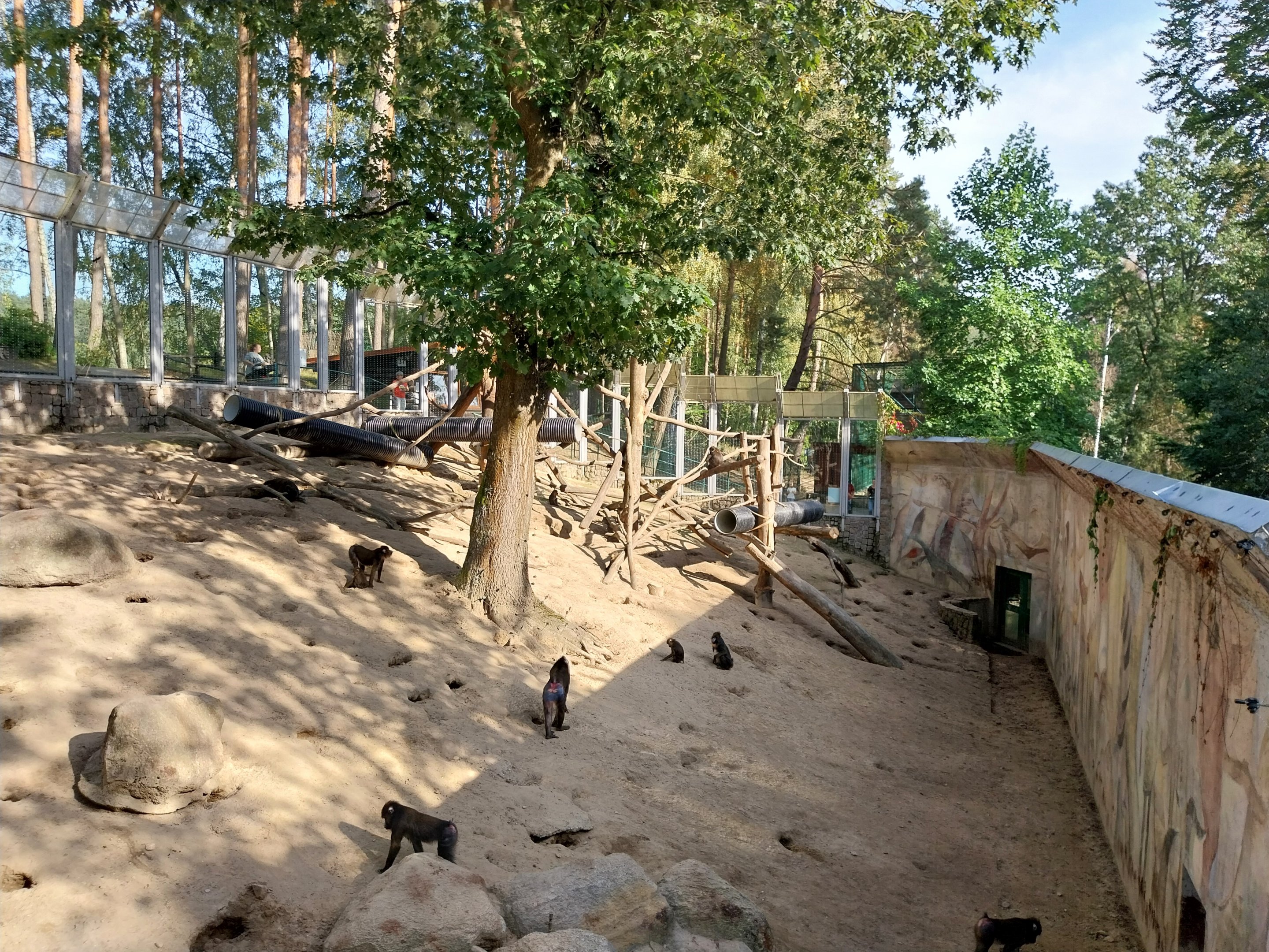 Primates - Mandrill (Mandrillus sphinx)