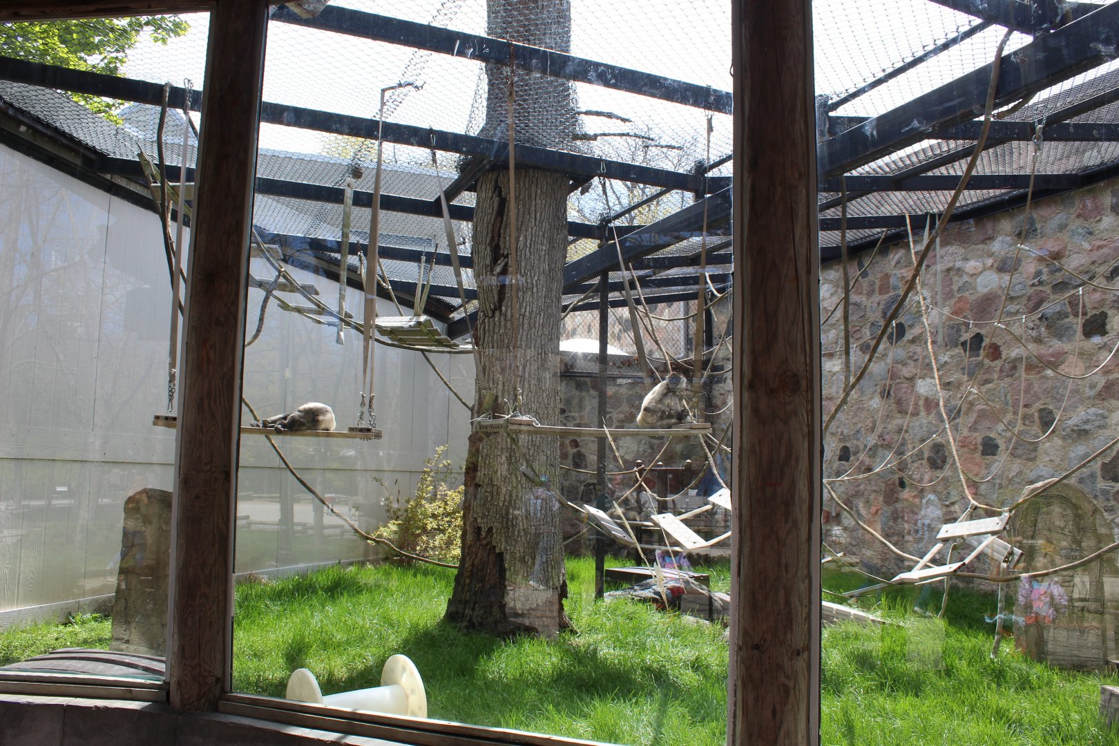 Primates of the World - Black-Handed Spider Monkey Exhibit