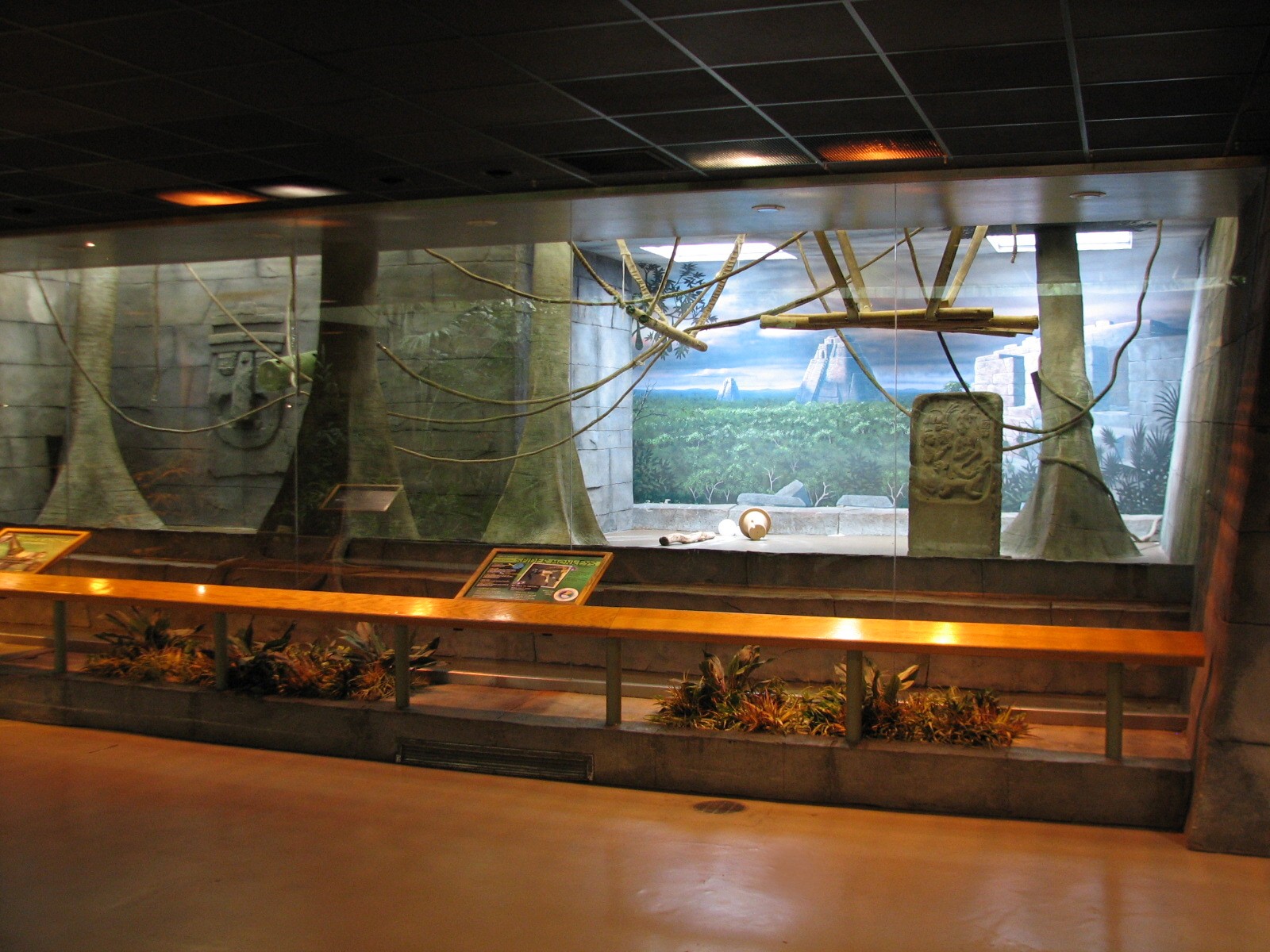 Primates of the World - Black-handed Spider Monkey Exhibit