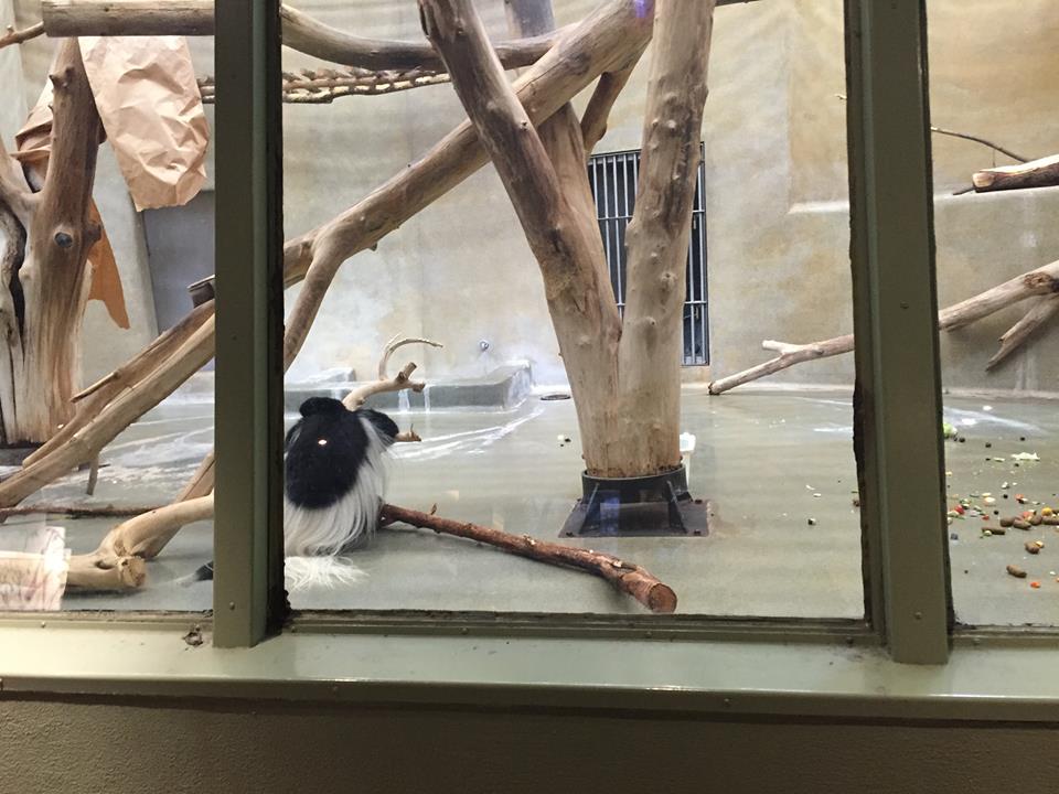 Primates of the World- Colobus Monkey in a Concrete Monstrosity