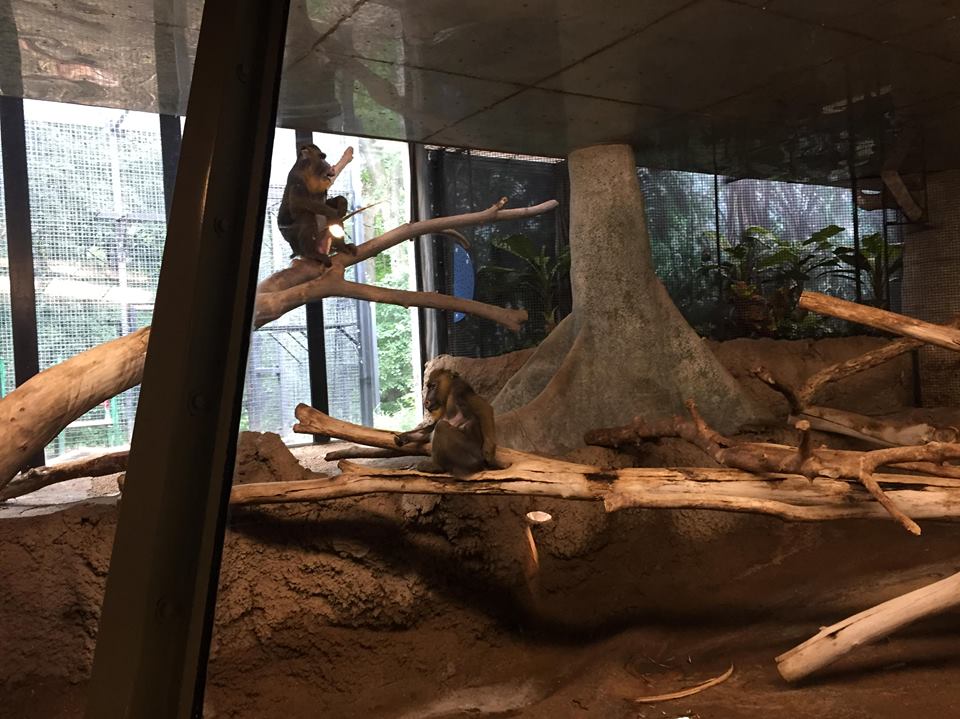 Primates of the World- Mandrill