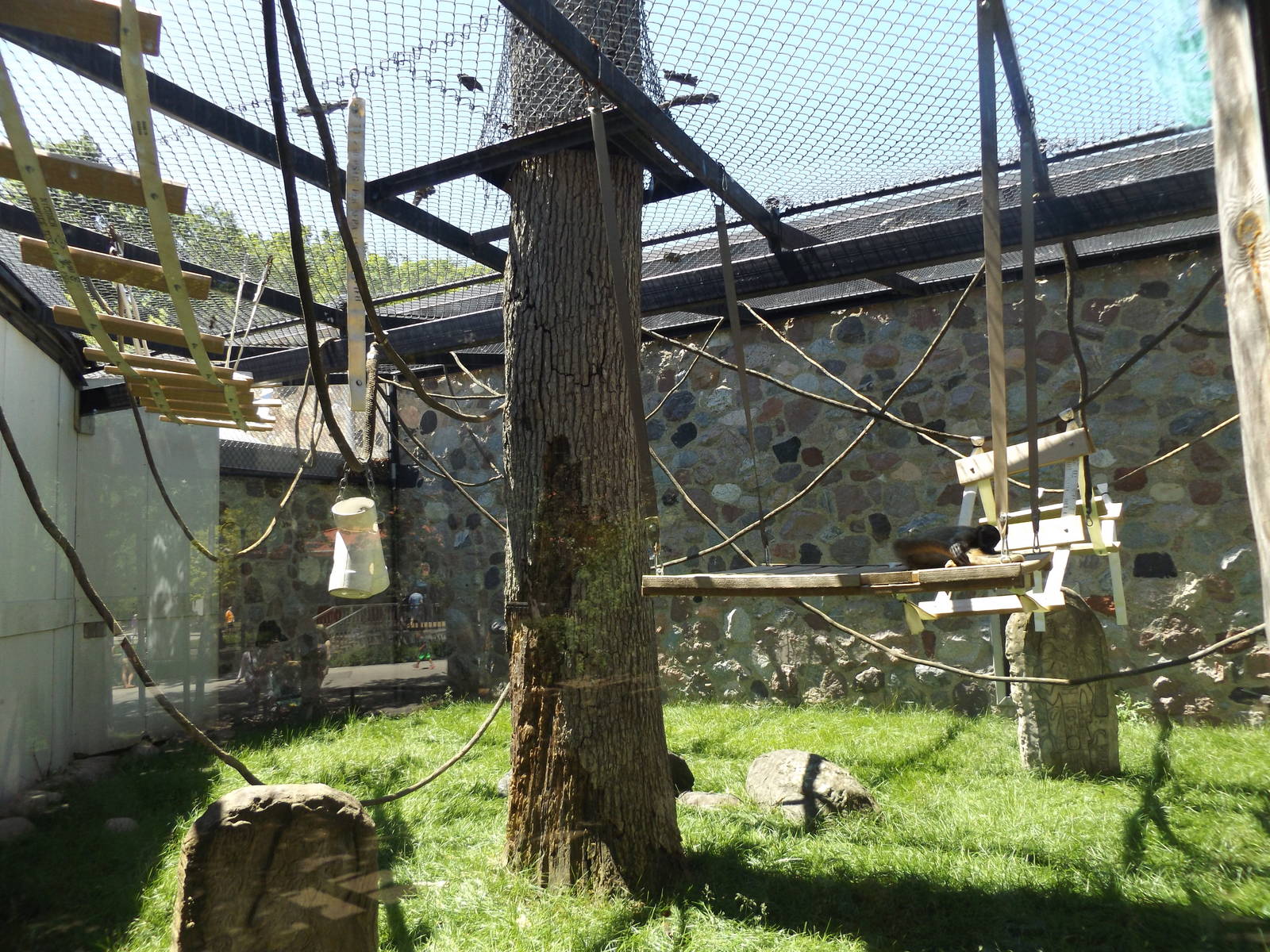 Primates of the World- New Outdoor Spider Monkey Exhibit Climbing Structure